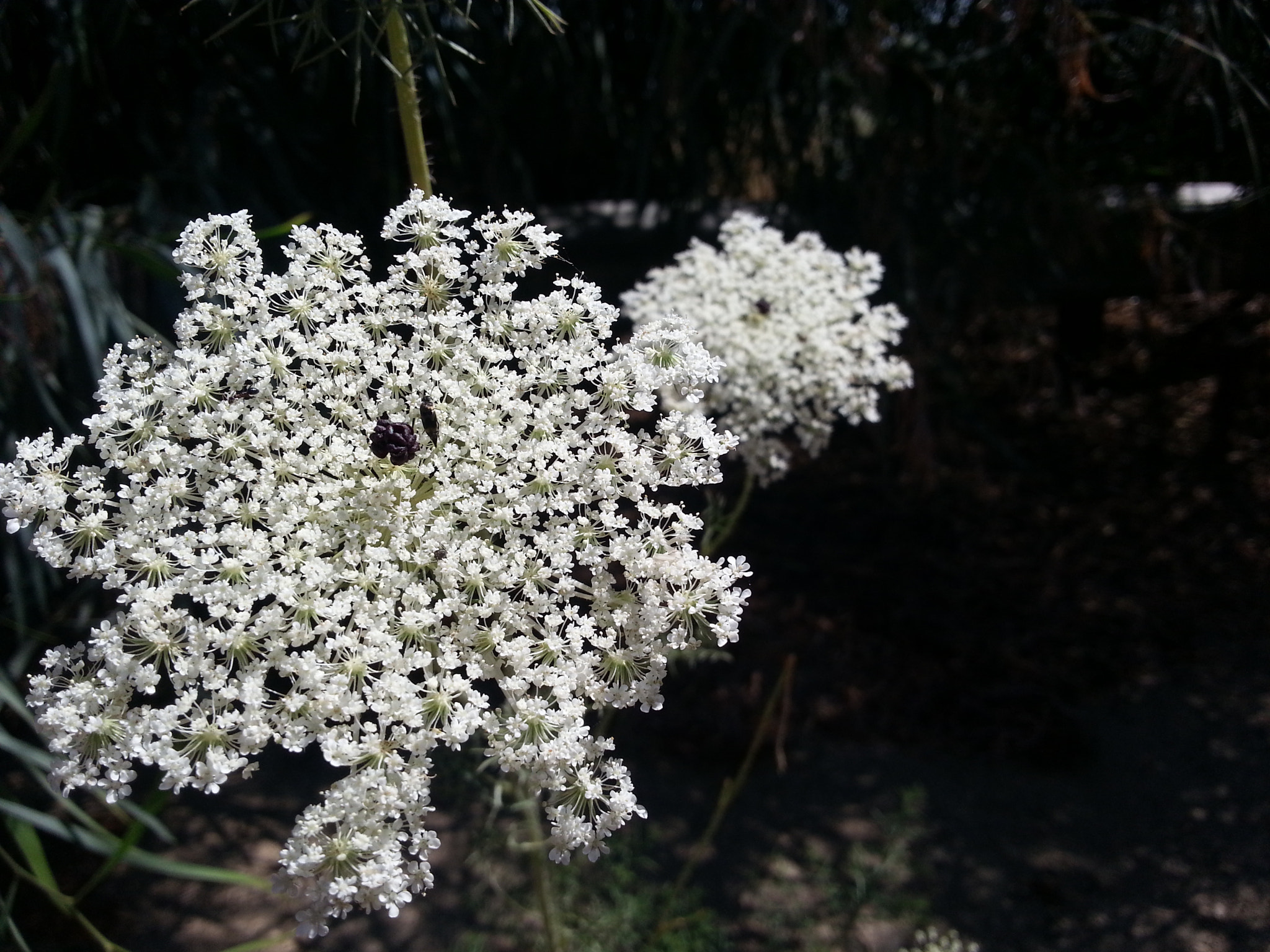 Samsung GT-I8750 sample photo. Daucus carota maximus photography
