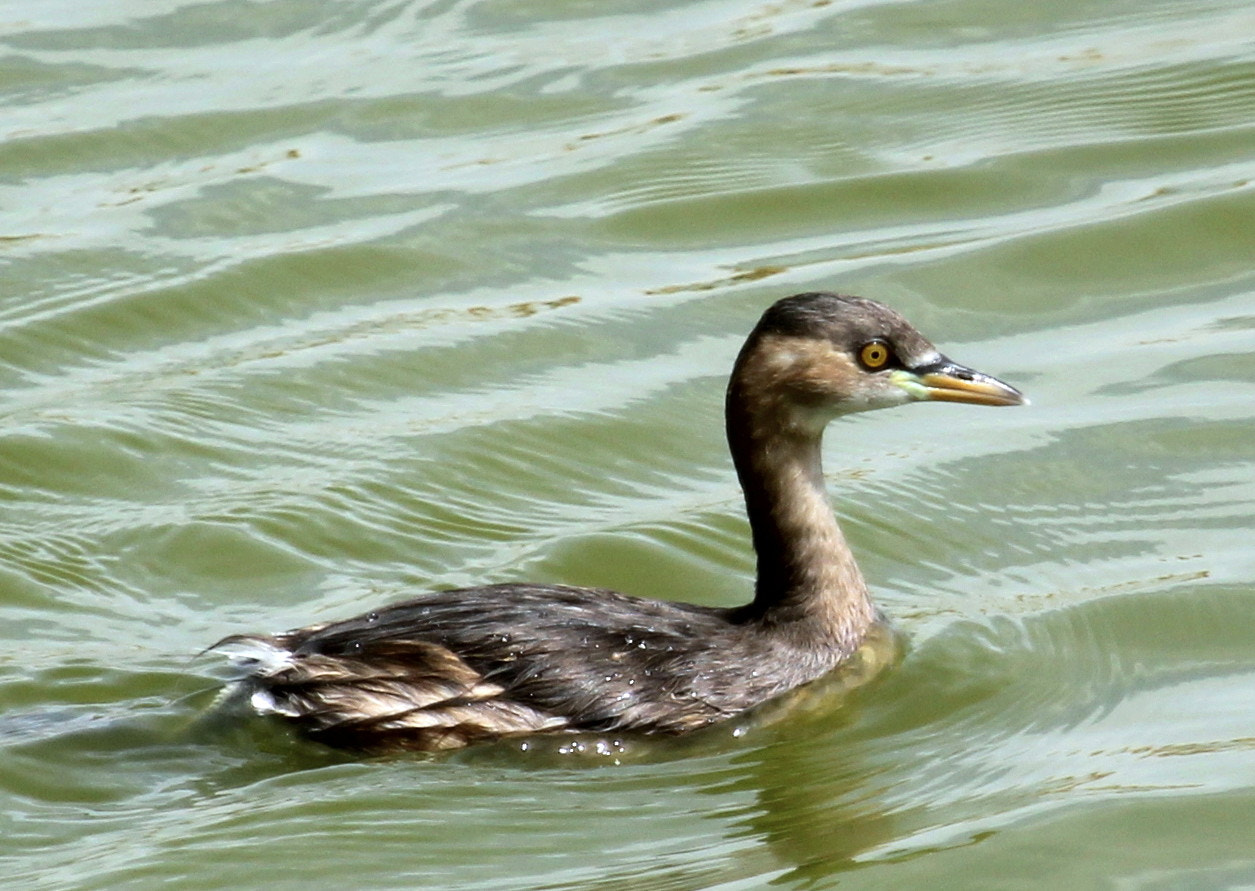 Canon EF 100-400mm F4.5-5.6L IS USM sample photo. Little grebe photography