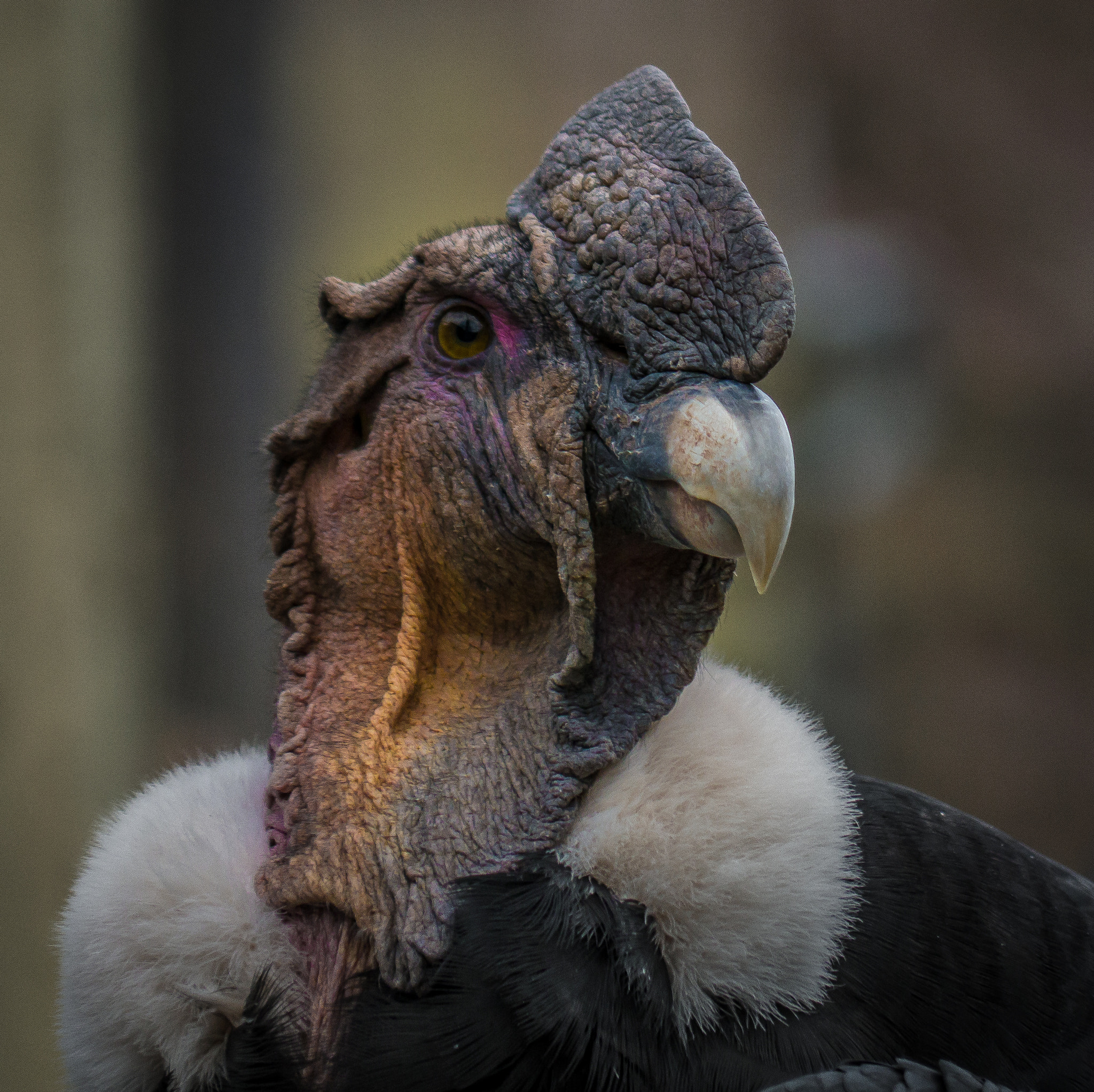 Panasonic Lumix G Vario 45-200mm F4-5.6 OIS sample photo. The andean condor photography
