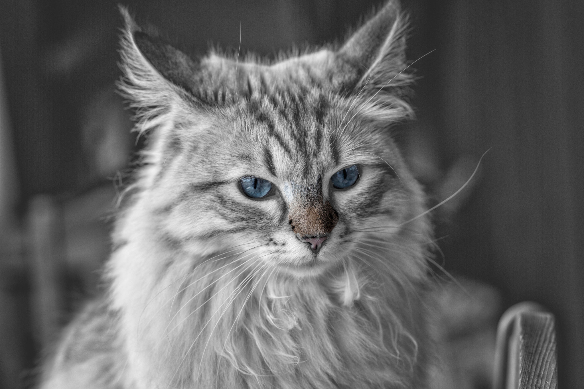 Nikon D3X + Nikon AF Nikkor 105mm F2D DC sample photo. Princess cassiopeia - the endless lightning star photography
