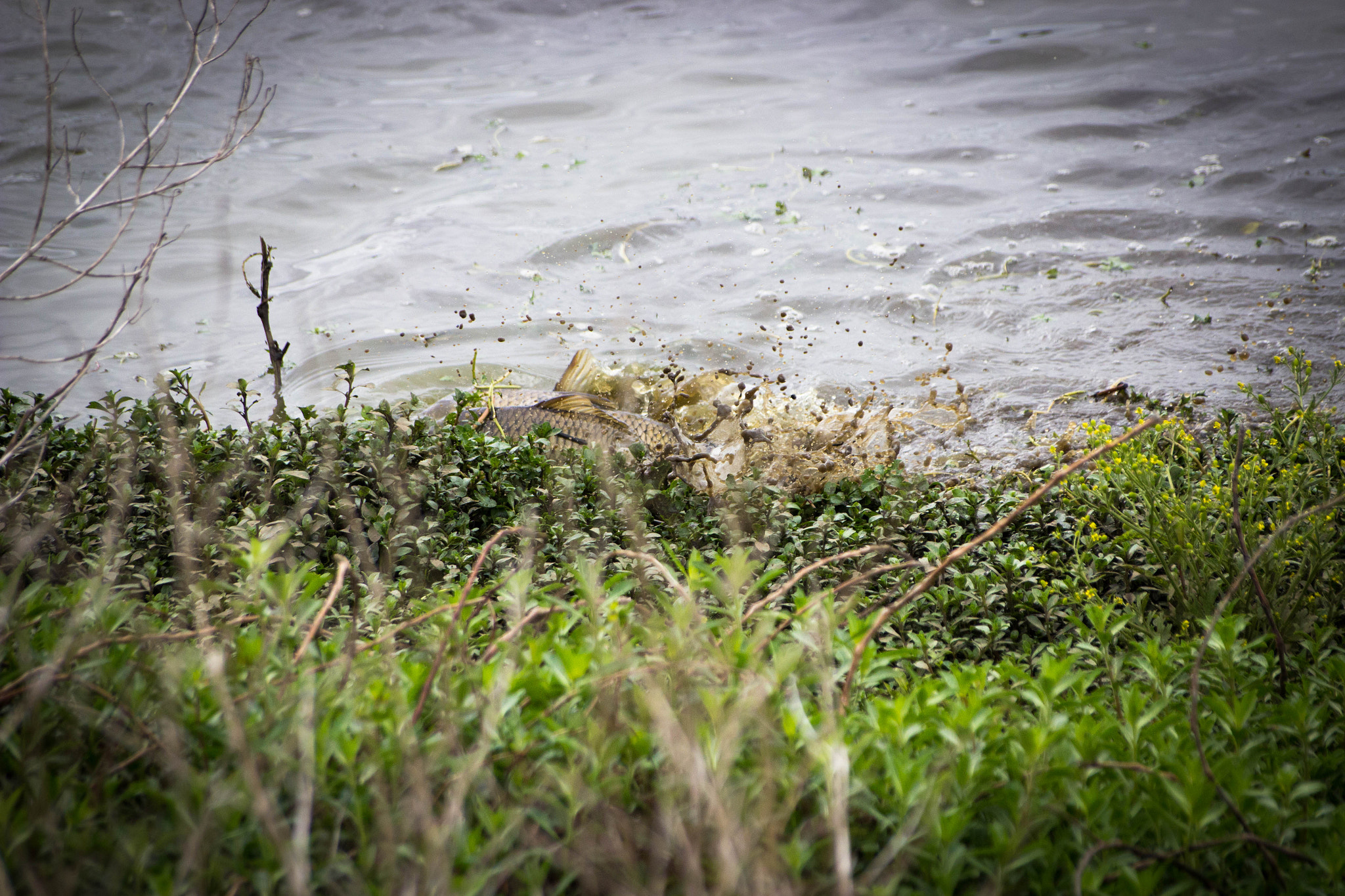 Sigma 70-300mm F4-5.6 APO DG Macro sample photo. Faune & flore aux marais d'orx photography