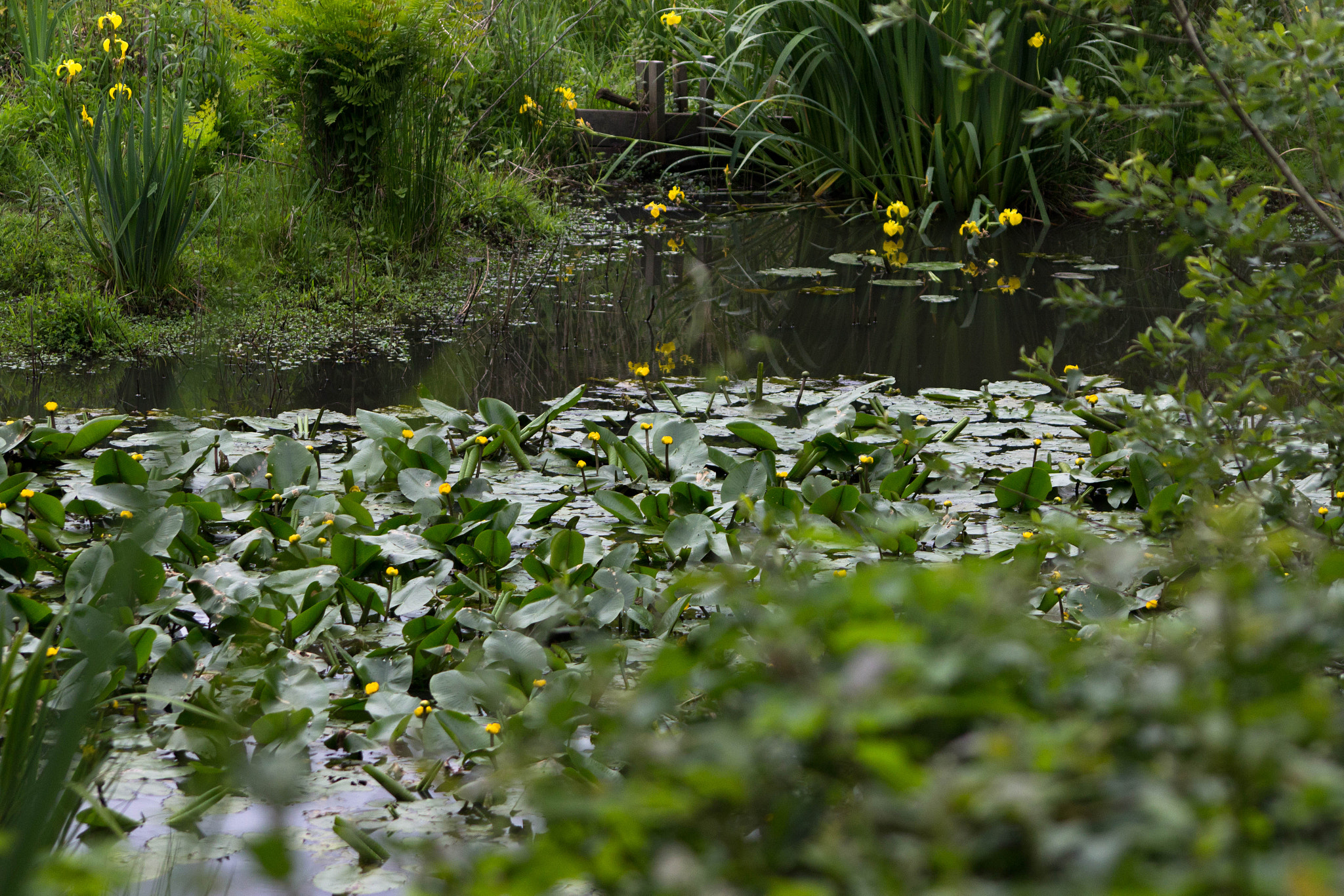 Sigma 70-300mm F4-5.6 APO DG Macro sample photo. Faune & flore aux marais d'orx photography