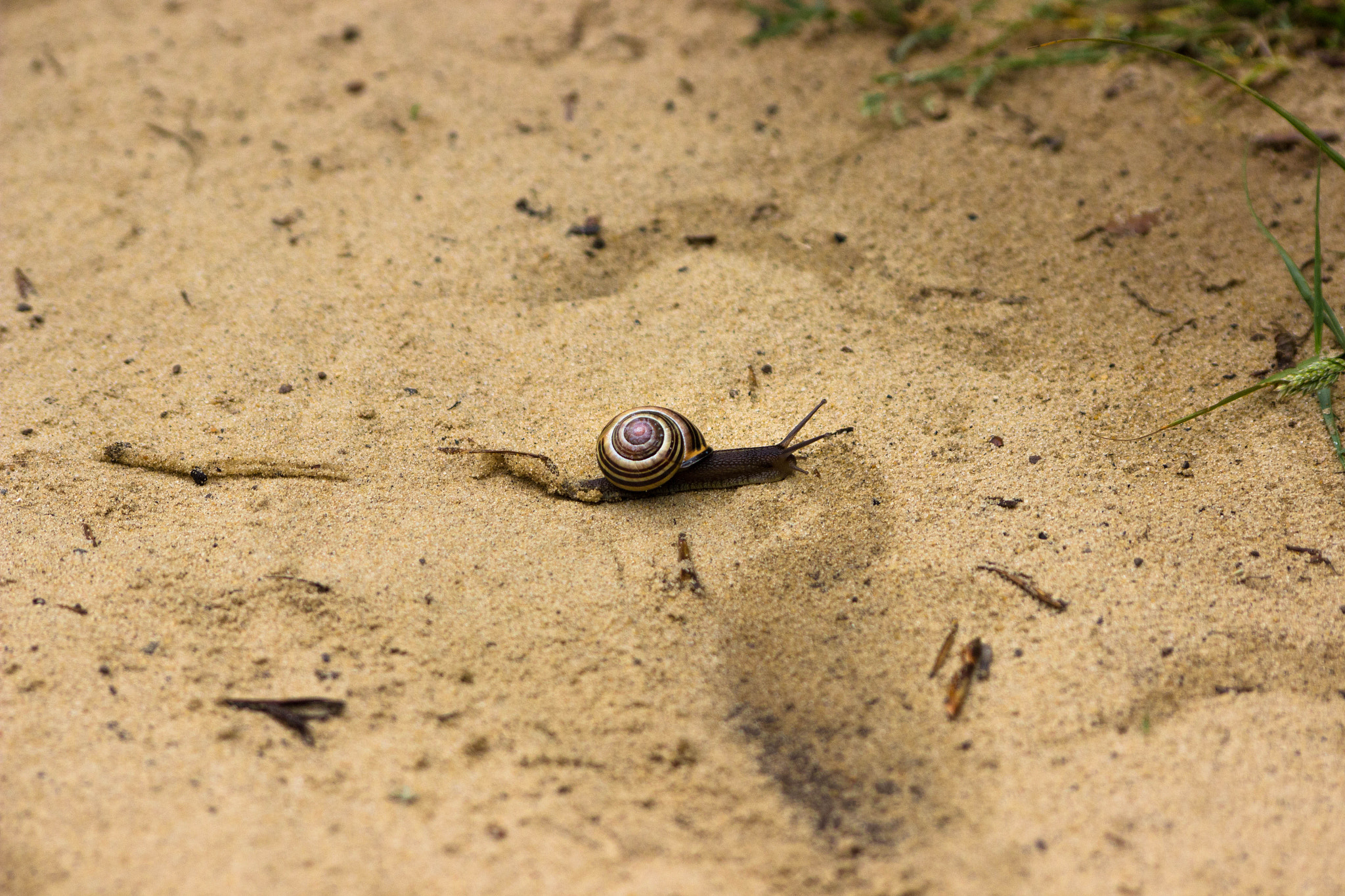 Sigma 70-300mm F4-5.6 APO DG Macro sample photo. Faune & flore aux marais d'orx photography