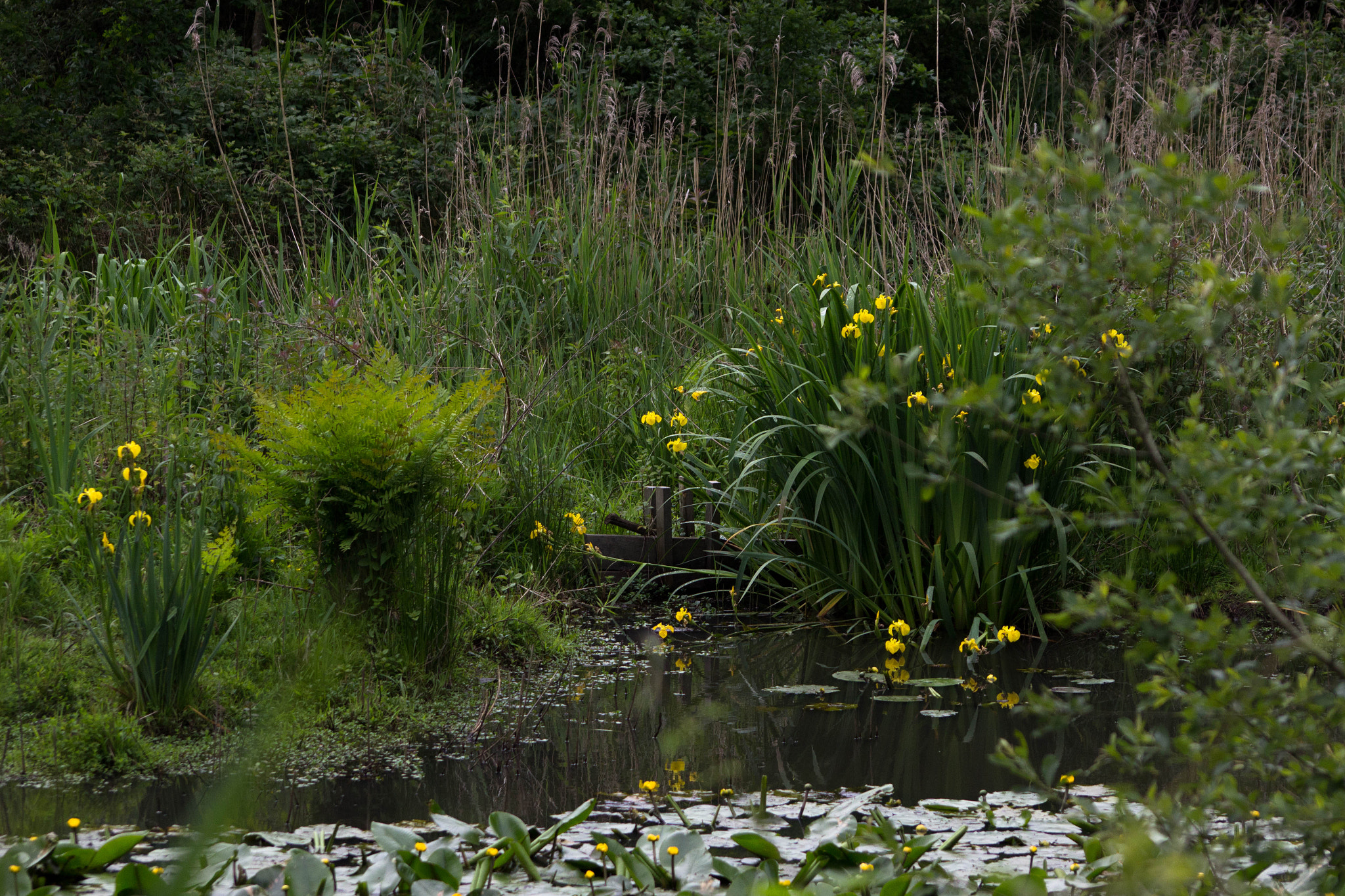 Sigma 70-300mm F4-5.6 APO DG Macro sample photo. Faune & flore aux marais d'orx photography
