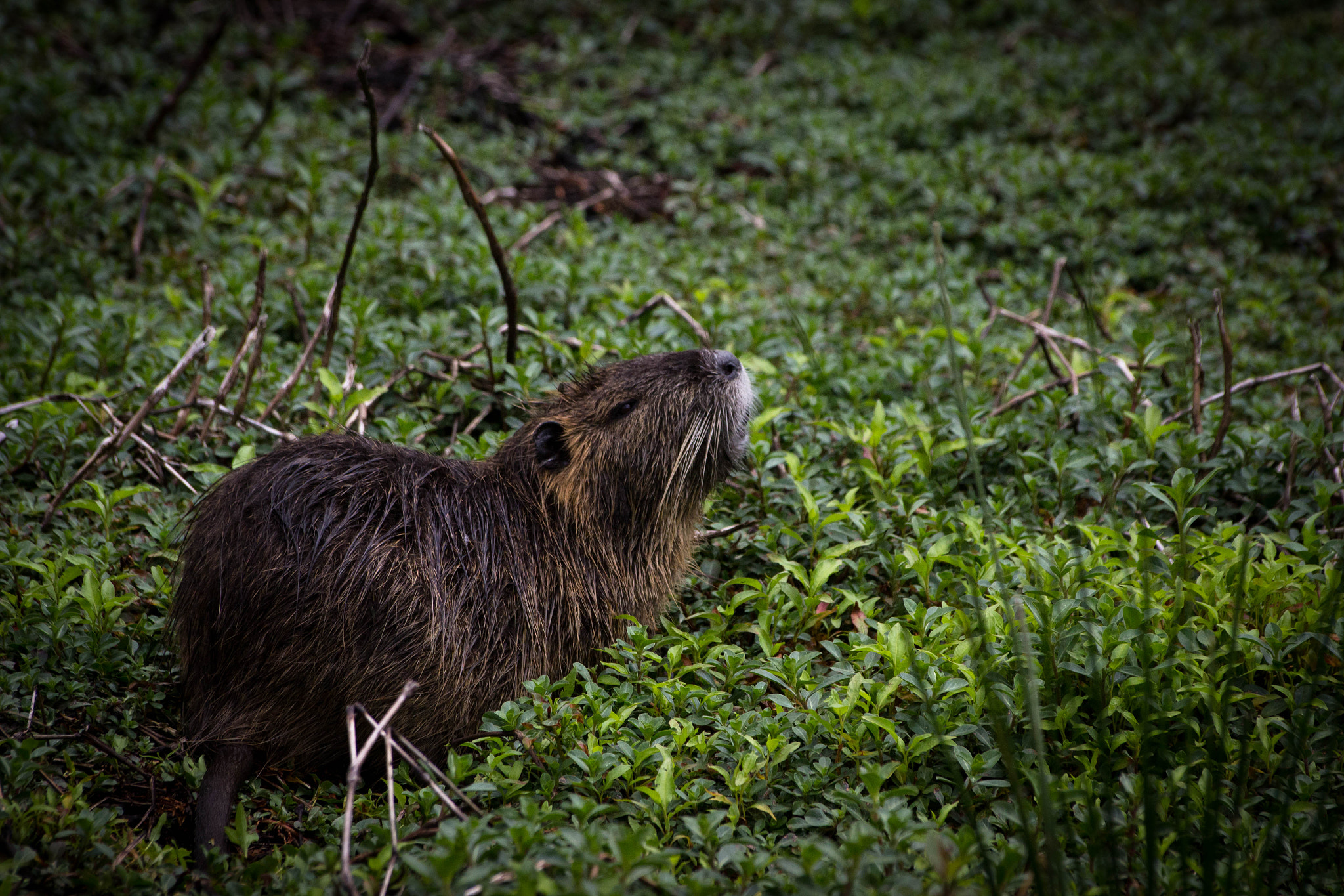 Sigma 70-300mm F4-5.6 APO DG Macro sample photo. Faune & flore aux marais d'orx photography