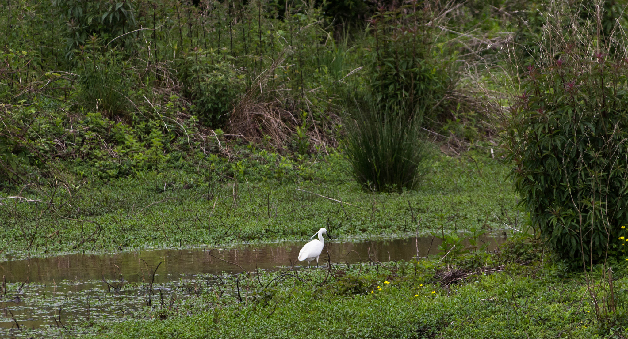 Sigma 70-300mm F4-5.6 APO DG Macro sample photo. Faune & flore aux marais d'orx photography