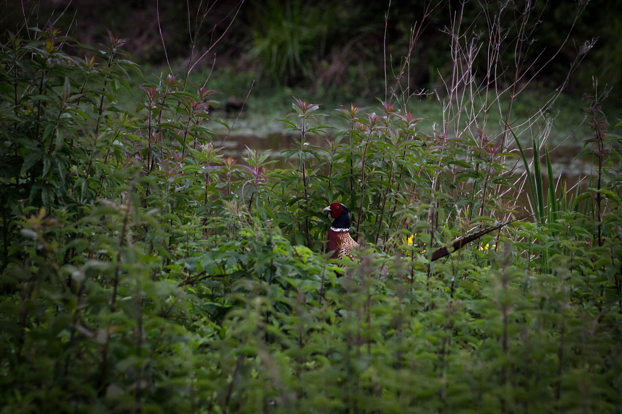 Sigma 70-300mm F4-5.6 APO DG Macro sample photo. Faune & flore aux marais d'orx photography