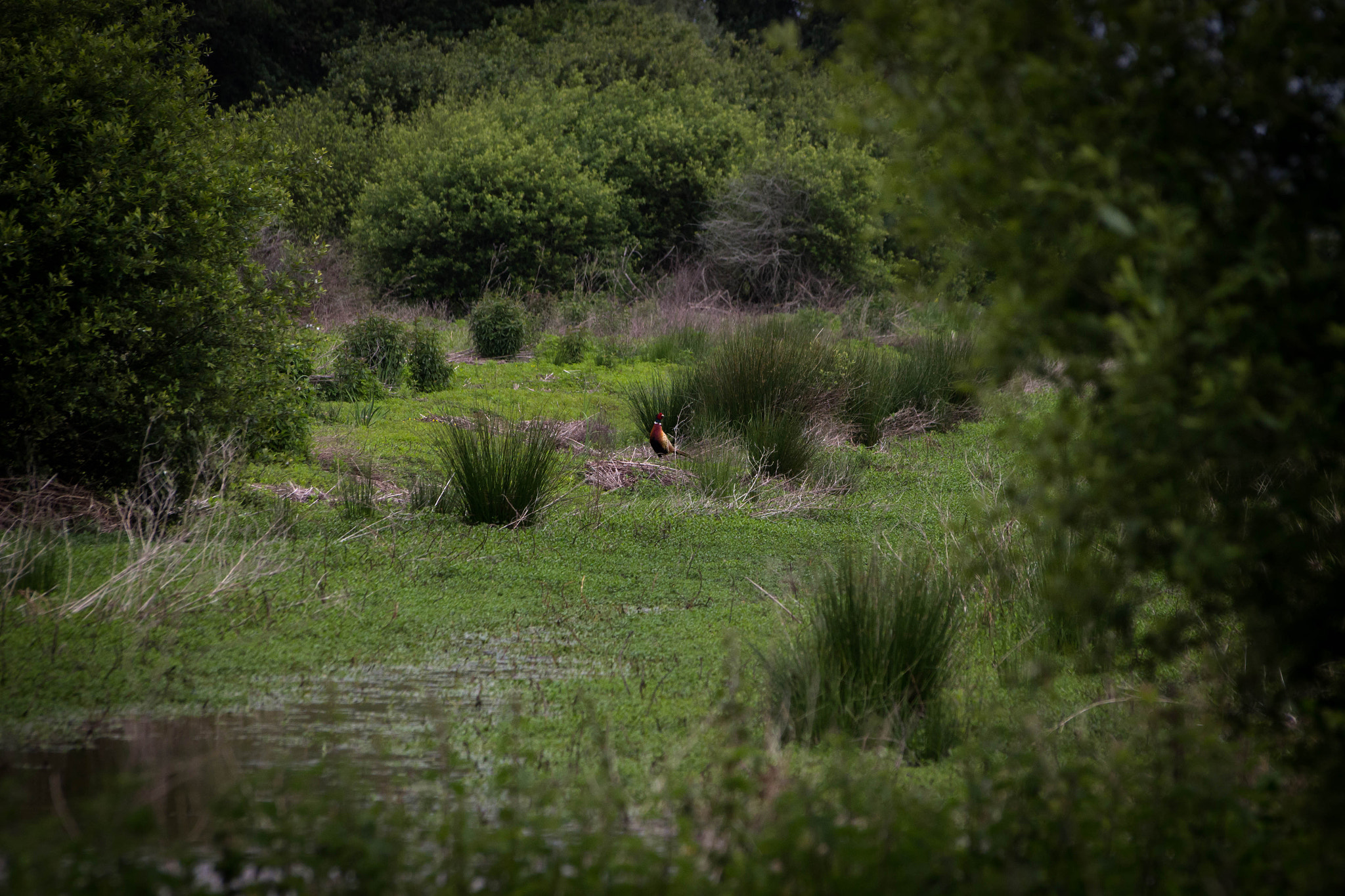 Sigma 70-300mm F4-5.6 APO DG Macro sample photo. Faune & flore aux marais d'orx photography
