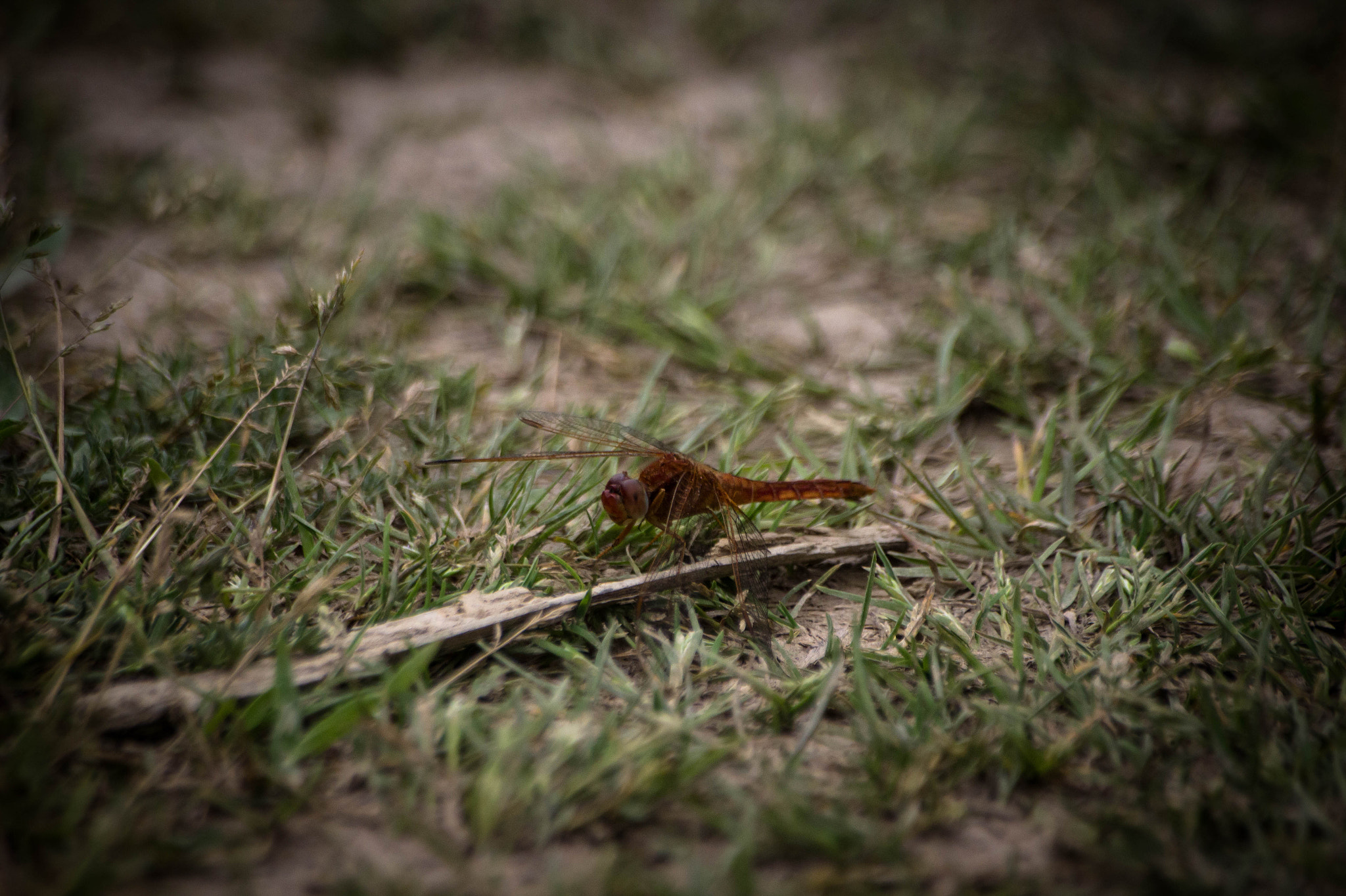 Sigma 70-300mm F4-5.6 APO DG Macro sample photo. Faune & flore aux marais d'orx photography