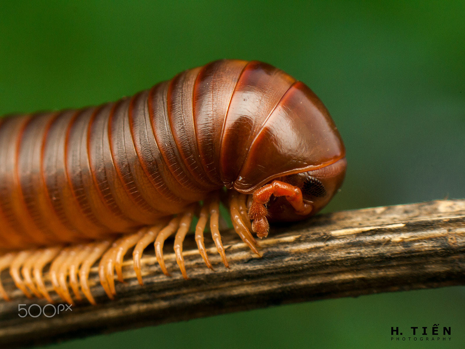 Canon EOS 1000D (EOS Digital Rebel XS / EOS Kiss F) sample photo. Millipede's eye photography