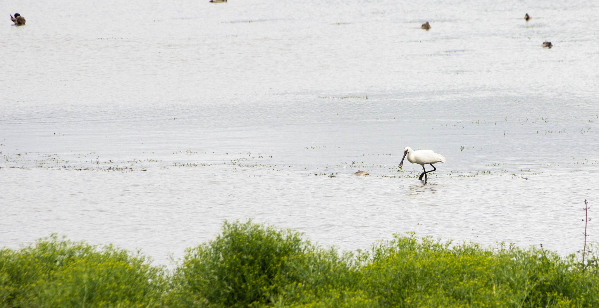 Sigma 70-300mm F4-5.6 APO DG Macro sample photo. Faune & flore aux marais d'orx photography
