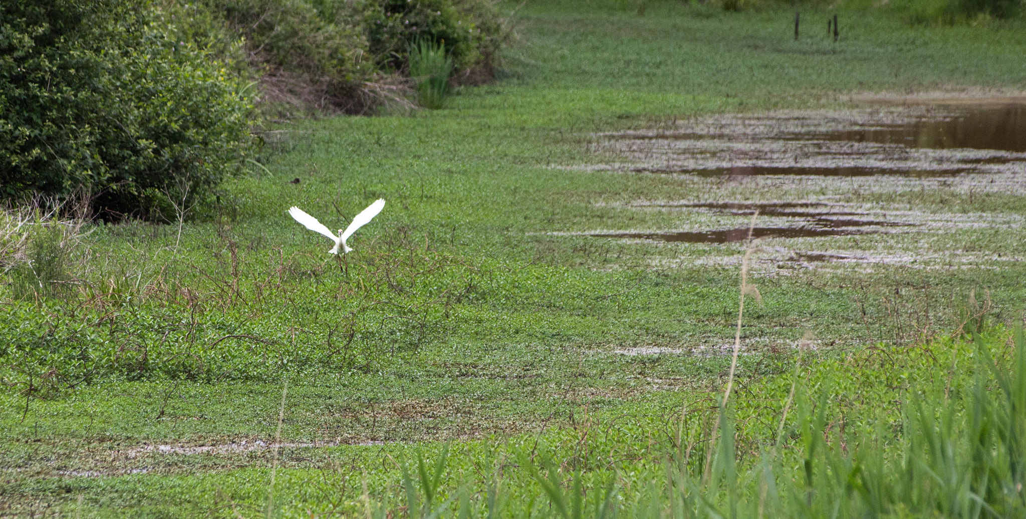 Sigma 70-300mm F4-5.6 APO DG Macro sample photo. Faune & flore aux marais d'orx photography