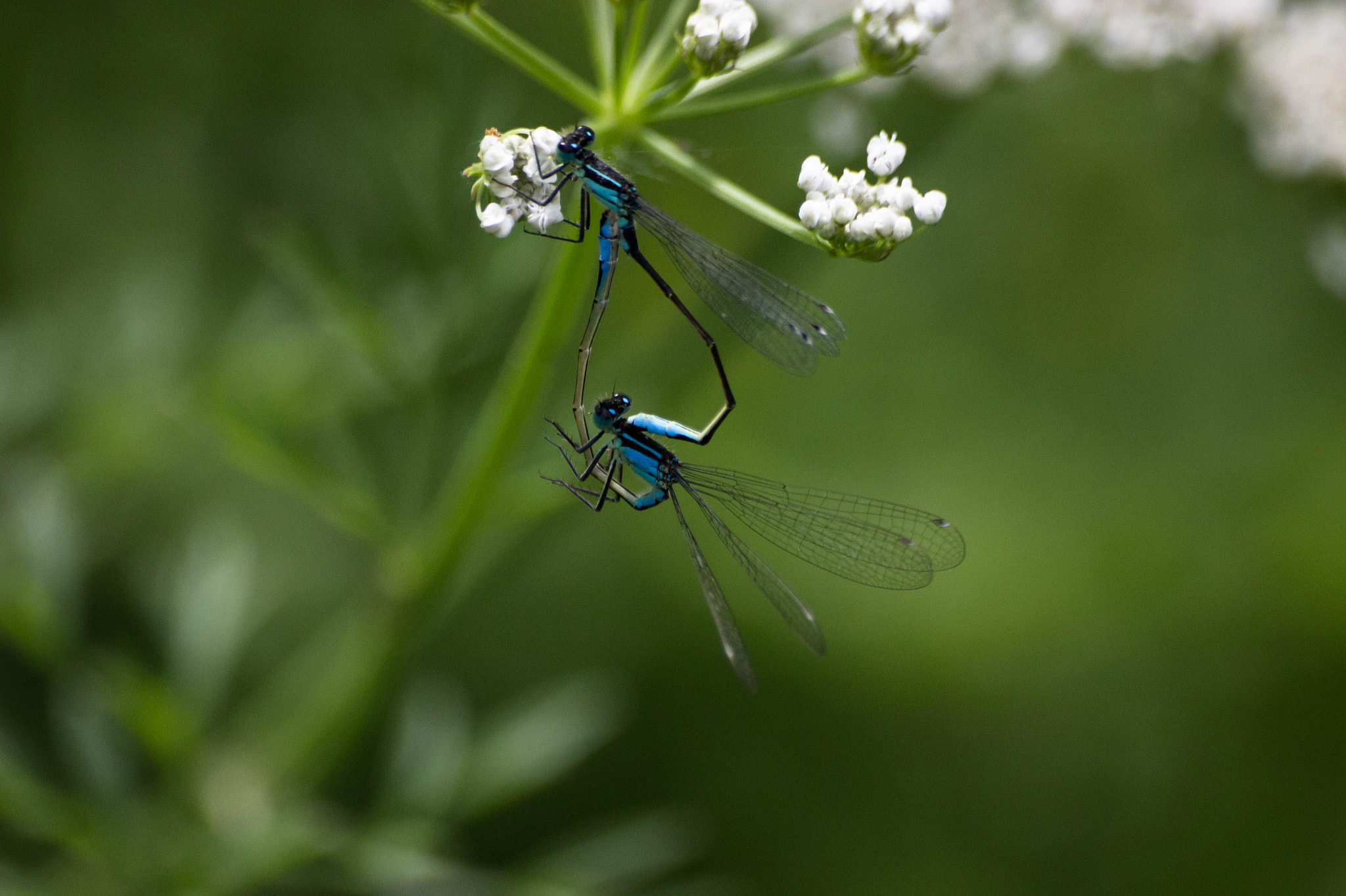 Sigma 70-300mm F4-5.6 APO DG Macro sample photo. Faune & flore aux marais d'orx photography