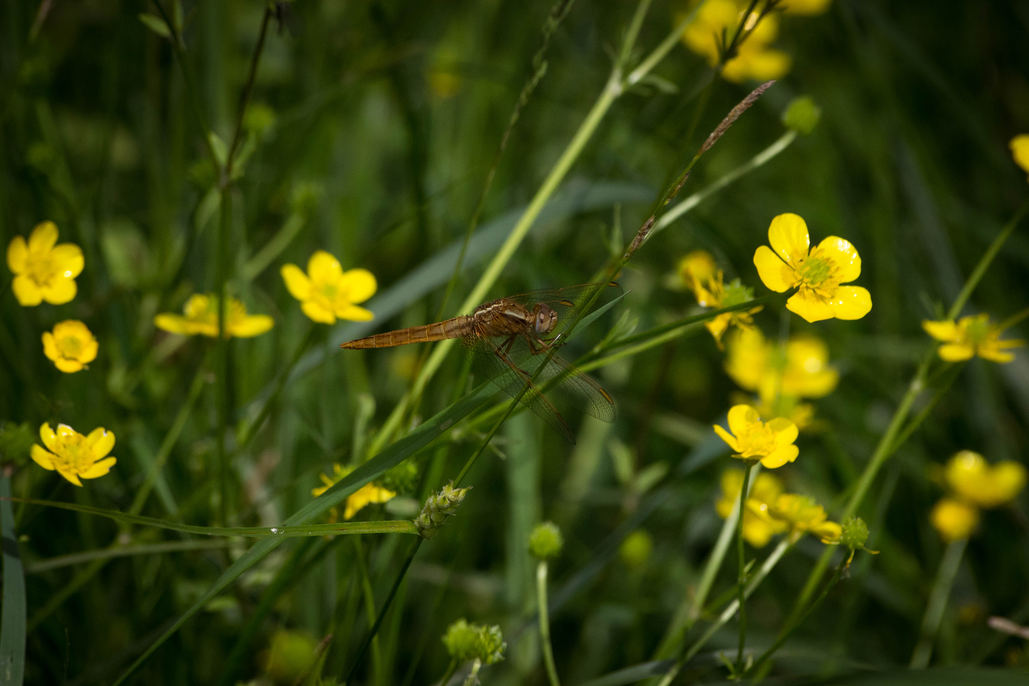 Sigma 70-300mm F4-5.6 APO DG Macro sample photo. Faune & flore aux marais d'orx photography