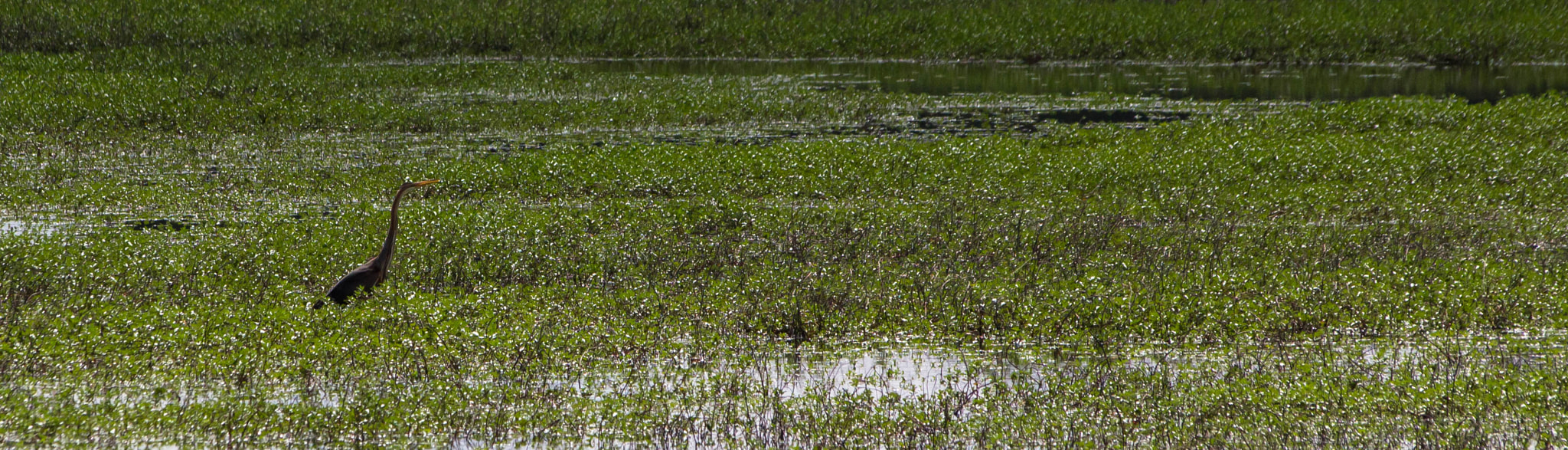 Sigma 70-300mm F4-5.6 APO DG Macro sample photo. Faune & flore aux marais d'orx photography
