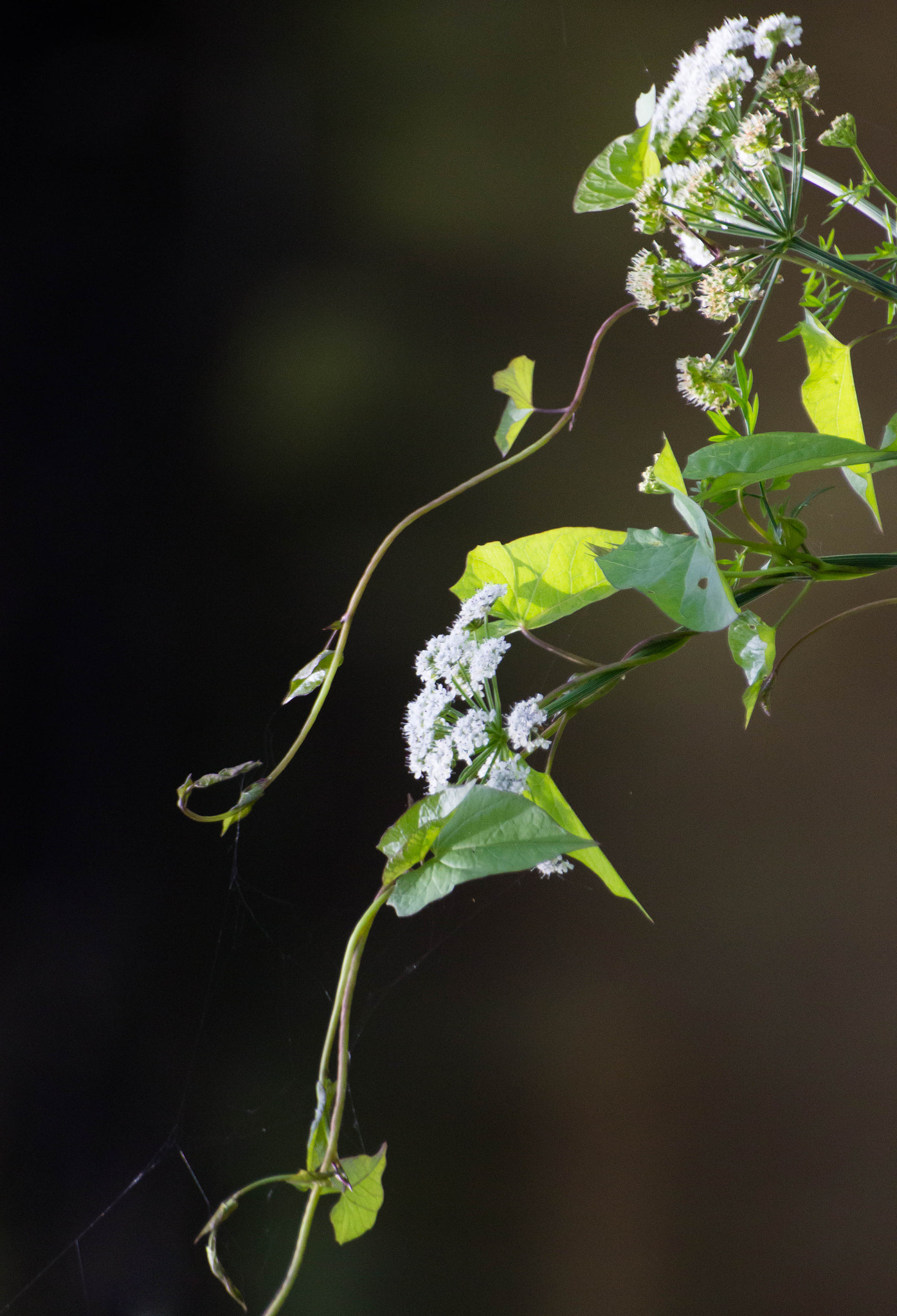 Sigma 70-300mm F4-5.6 APO DG Macro sample photo. Faune & flore aux marais d'orx photography