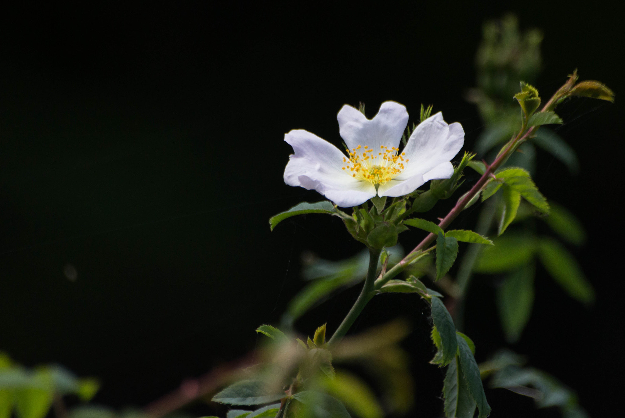 Sigma 70-300mm F4-5.6 APO DG Macro sample photo. Faune & flore aux marais d'orx photography