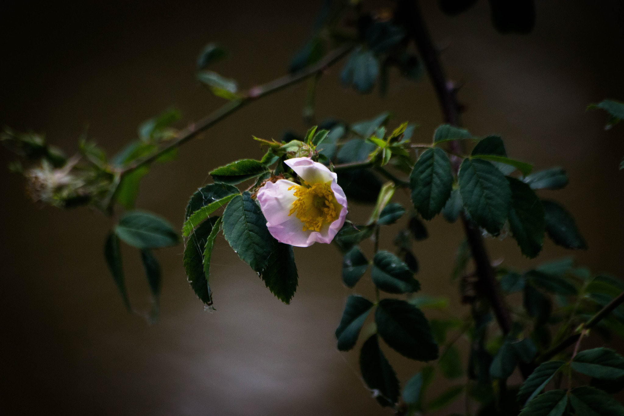 Sigma 70-300mm F4-5.6 APO DG Macro sample photo. Faune & flore aux marais d'orx photography
