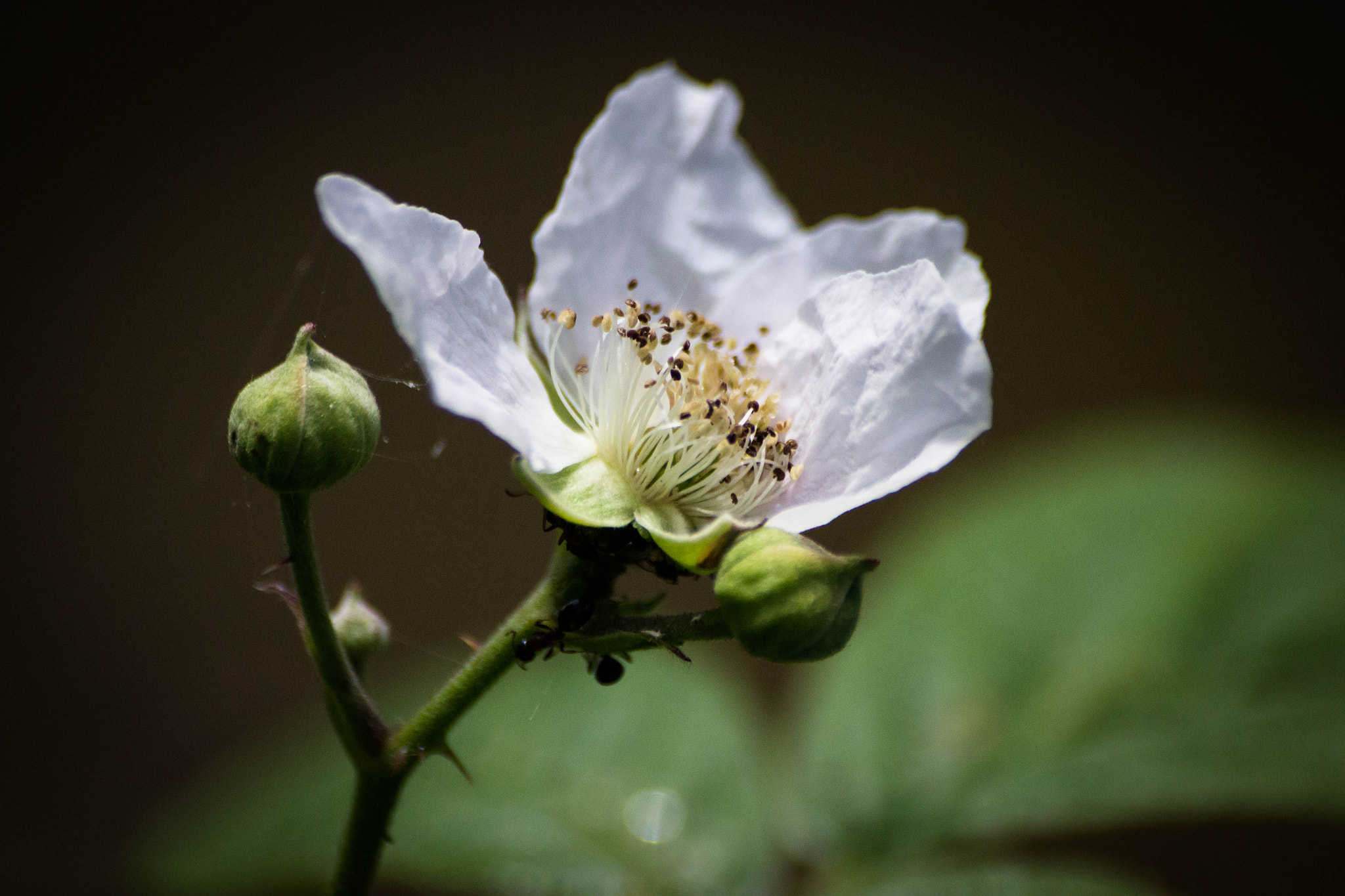 Sigma 70-300mm F4-5.6 APO DG Macro sample photo. Faune & flore aux marais d'orx photography