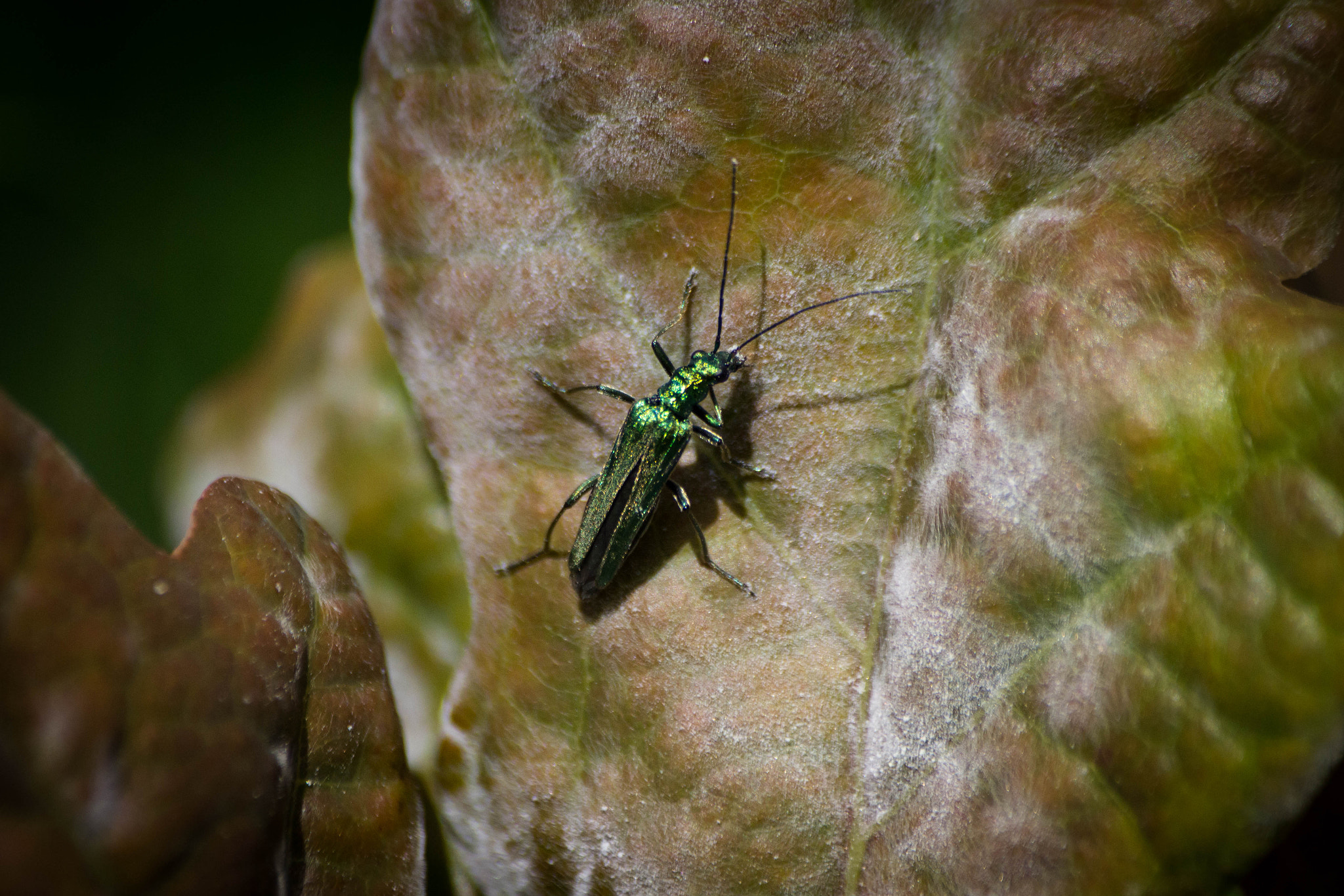 Sigma 70-300mm F4-5.6 APO DG Macro sample photo. Faune & flore aux marais d'orx photography