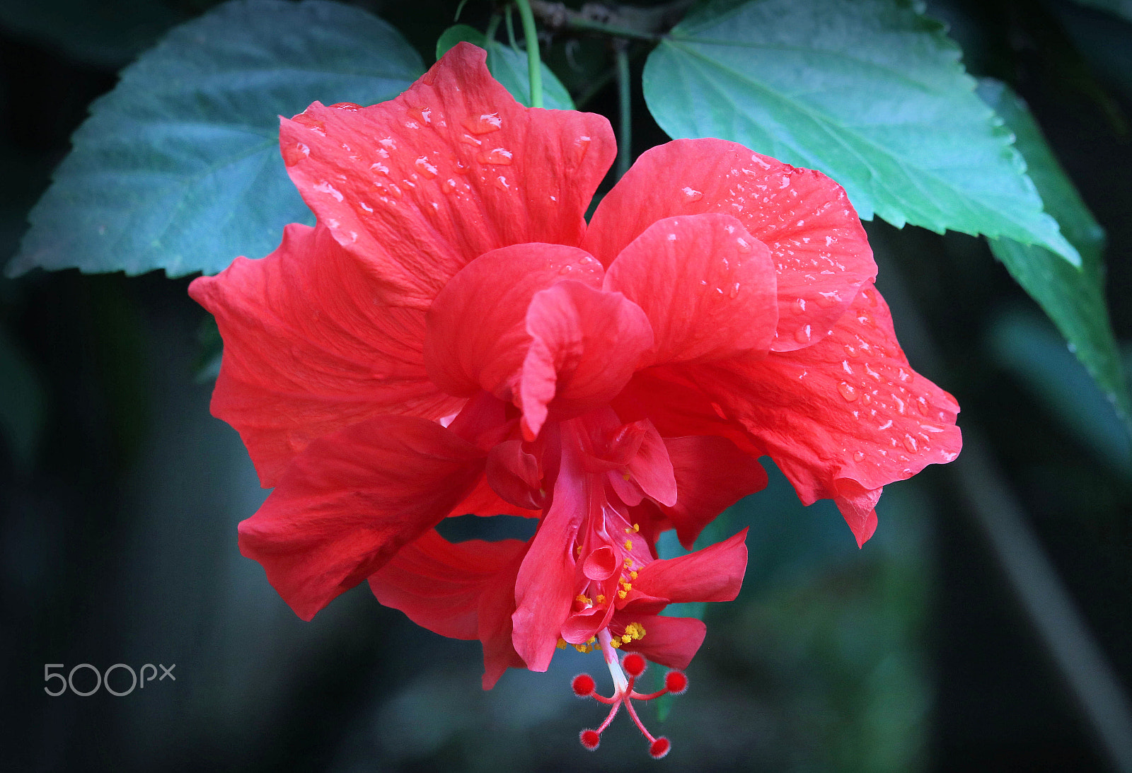 Canon EF-S 55-250mm F4-5.6 IS STM sample photo. Double hibiscus after the rain photography