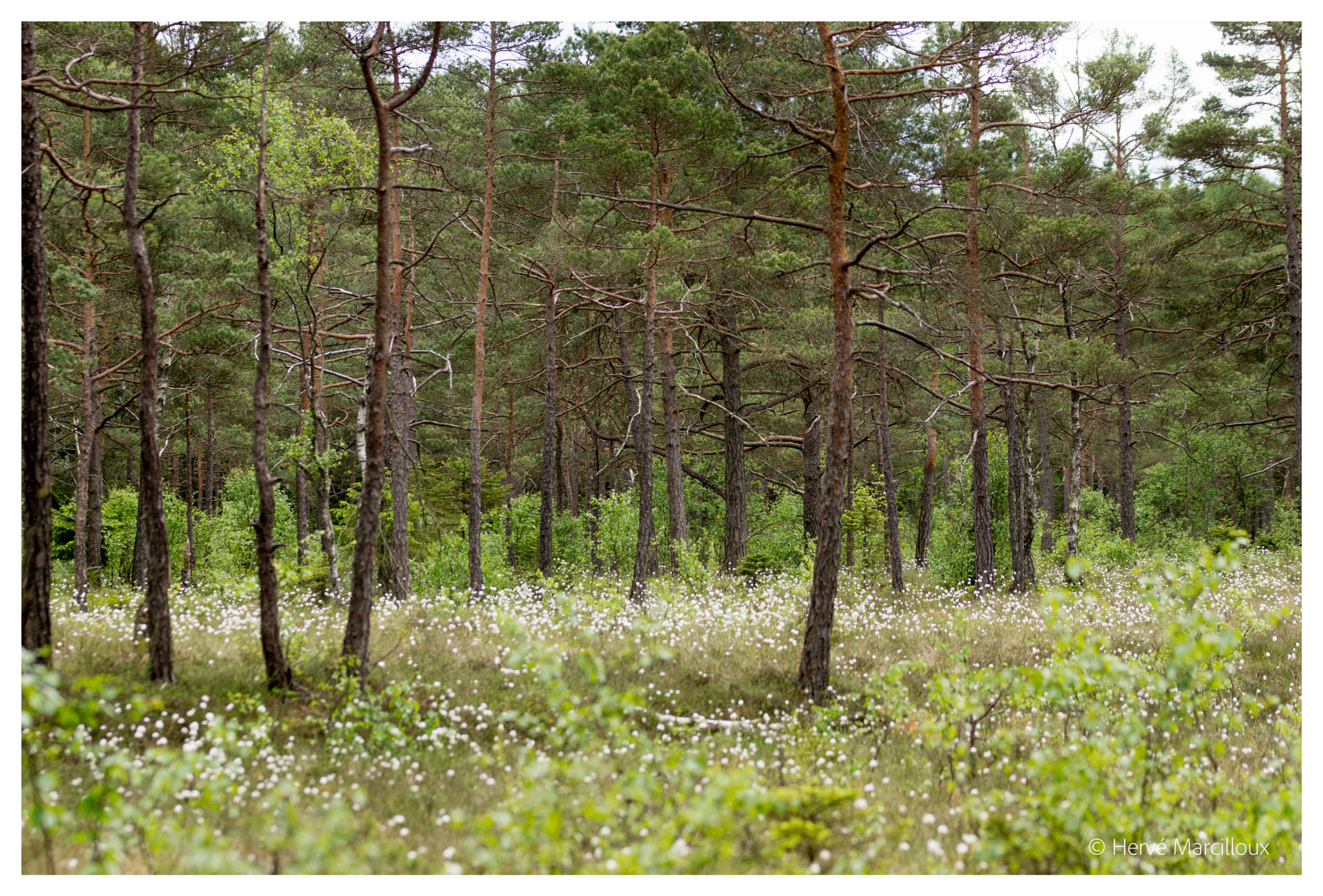 Sony SLT-A77 + 105mm F2.8 sample photo. Swedish nature photography