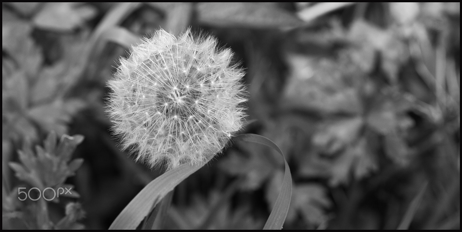 Canon EF 100mm F2.8 Macro USM sample photo. Time is ticking! photography