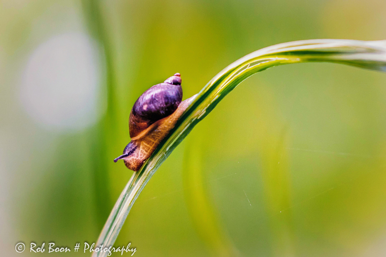 Canon EF 100-400mm F4.5-5.6L IS II USM sample photo. Snail 3 photography