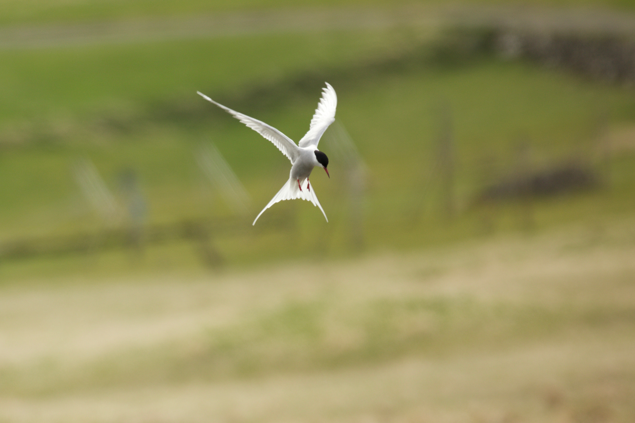 Canon EF 500mm f/4.5L sample photo. 771a0486.jpg photography
