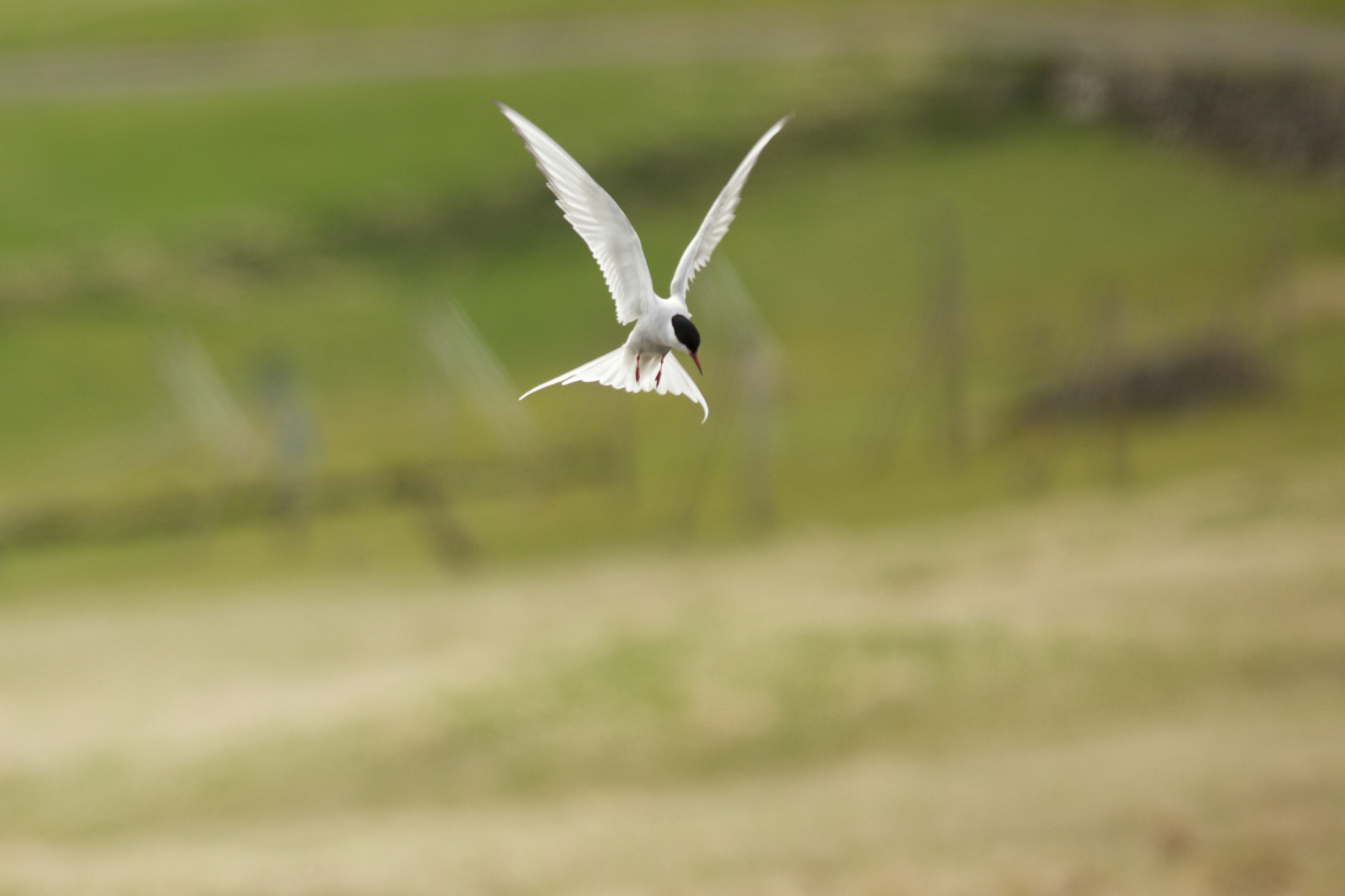 Canon EF 500mm f/4.5L sample photo. 771a0489.jpg photography