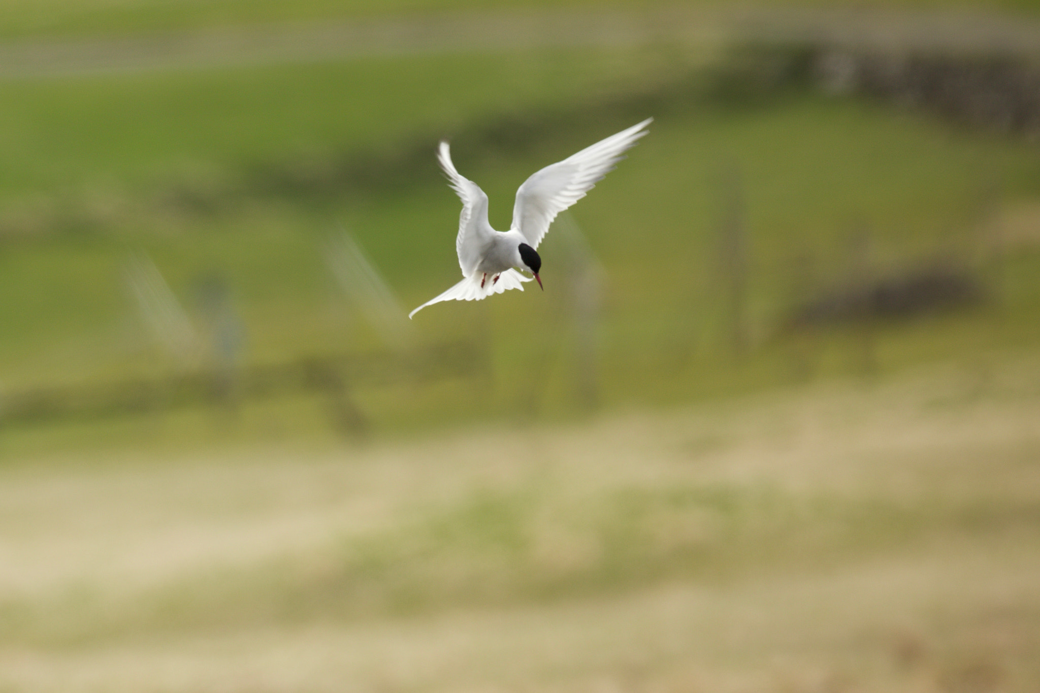 Canon EF 500mm f/4.5L sample photo. 771a0487.jpg photography