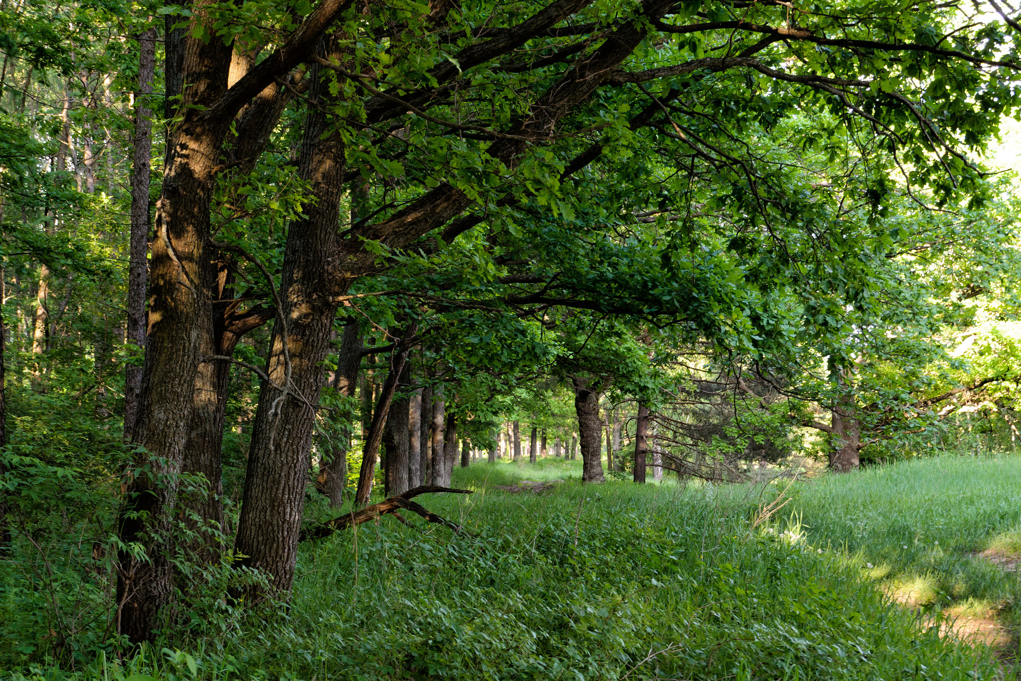 Sigma 18-200mm F3.5-6.3 II DC OS HSM sample photo. Oaks gallery photography