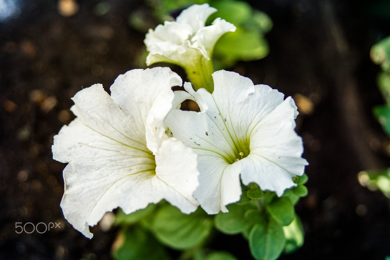 Sony SLT-A65 (SLT-A65V) + 35-70mm F4 sample photo. Petunia photography