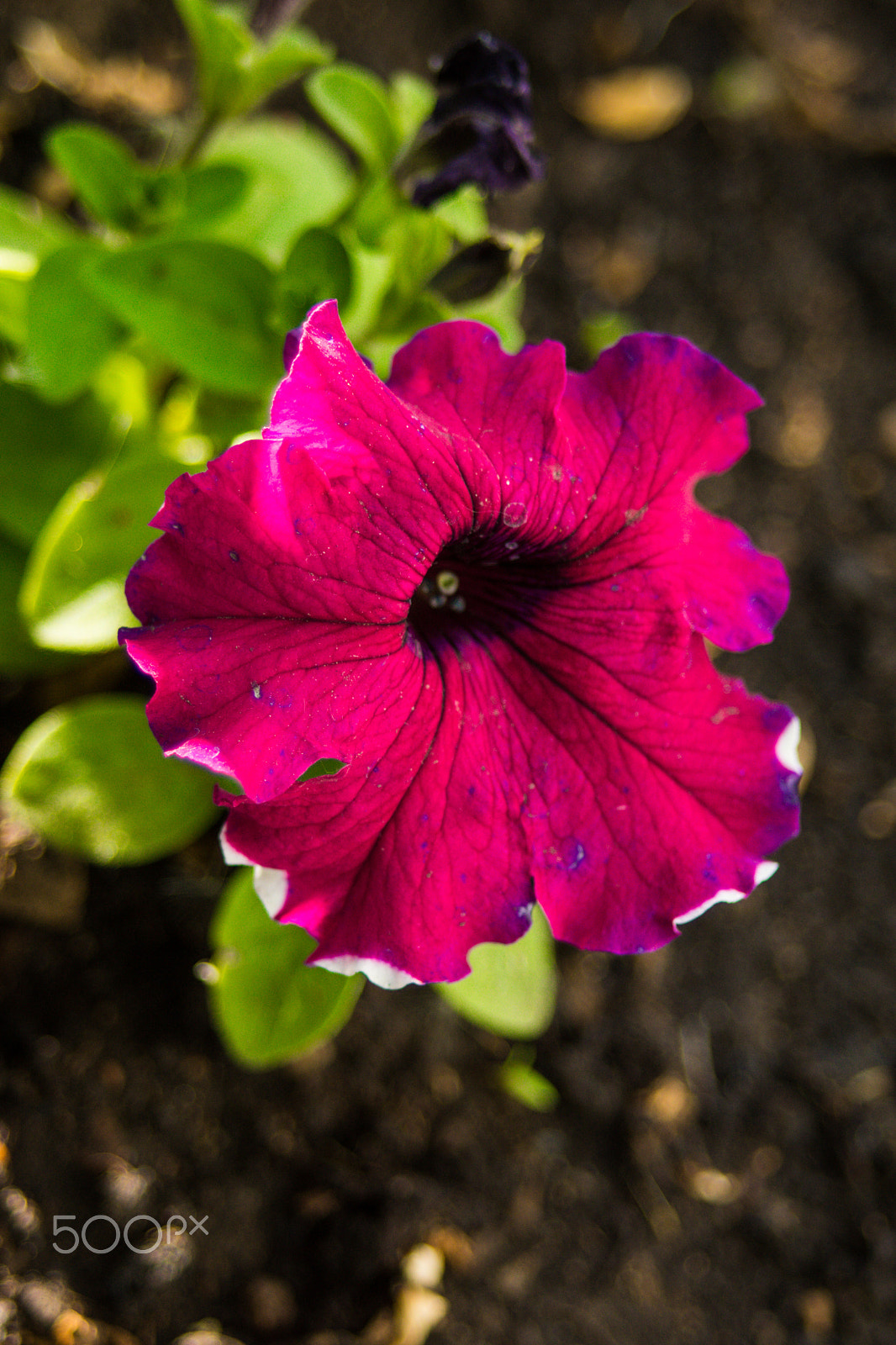 Sony SLT-A65 (SLT-A65V) + 35-70mm F4 sample photo. Petunia photography