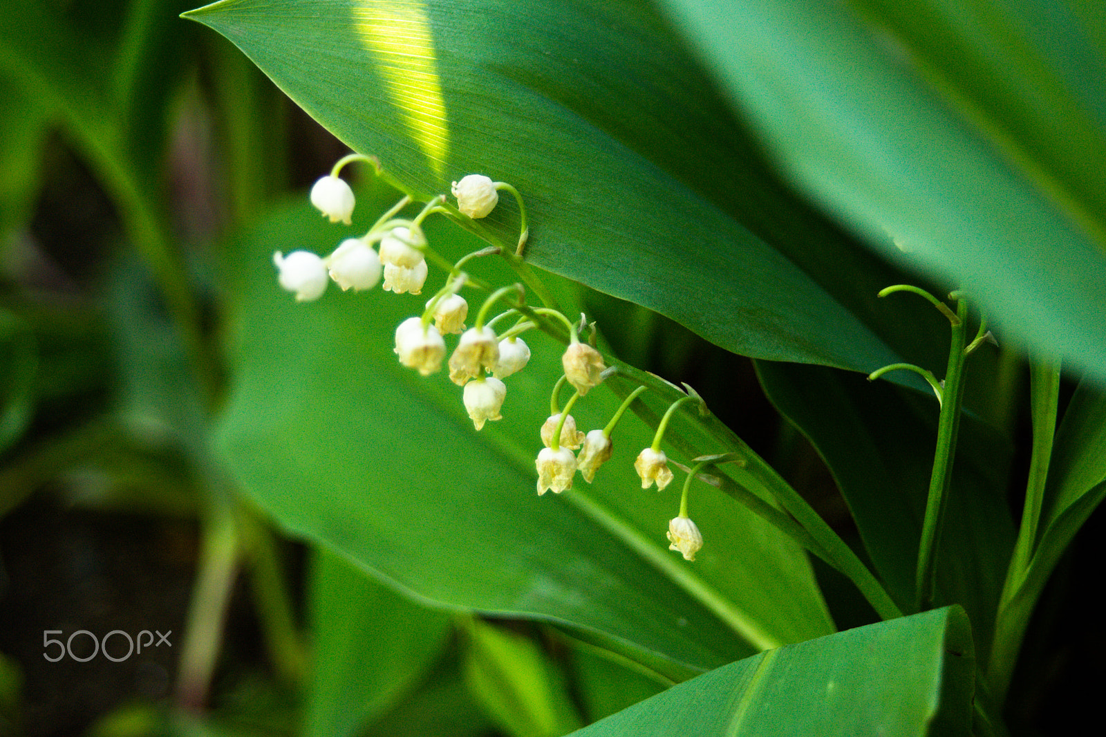 35-70mm F4 sample photo. *** photography