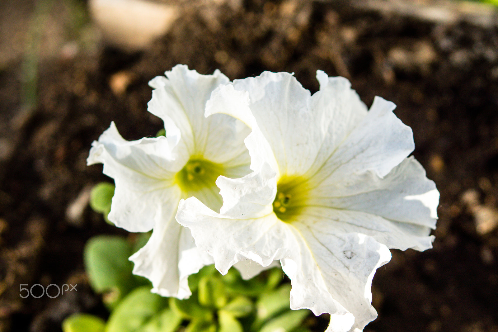 Sony SLT-A65 (SLT-A65V) + 35-70mm F4 sample photo. Petunia photography