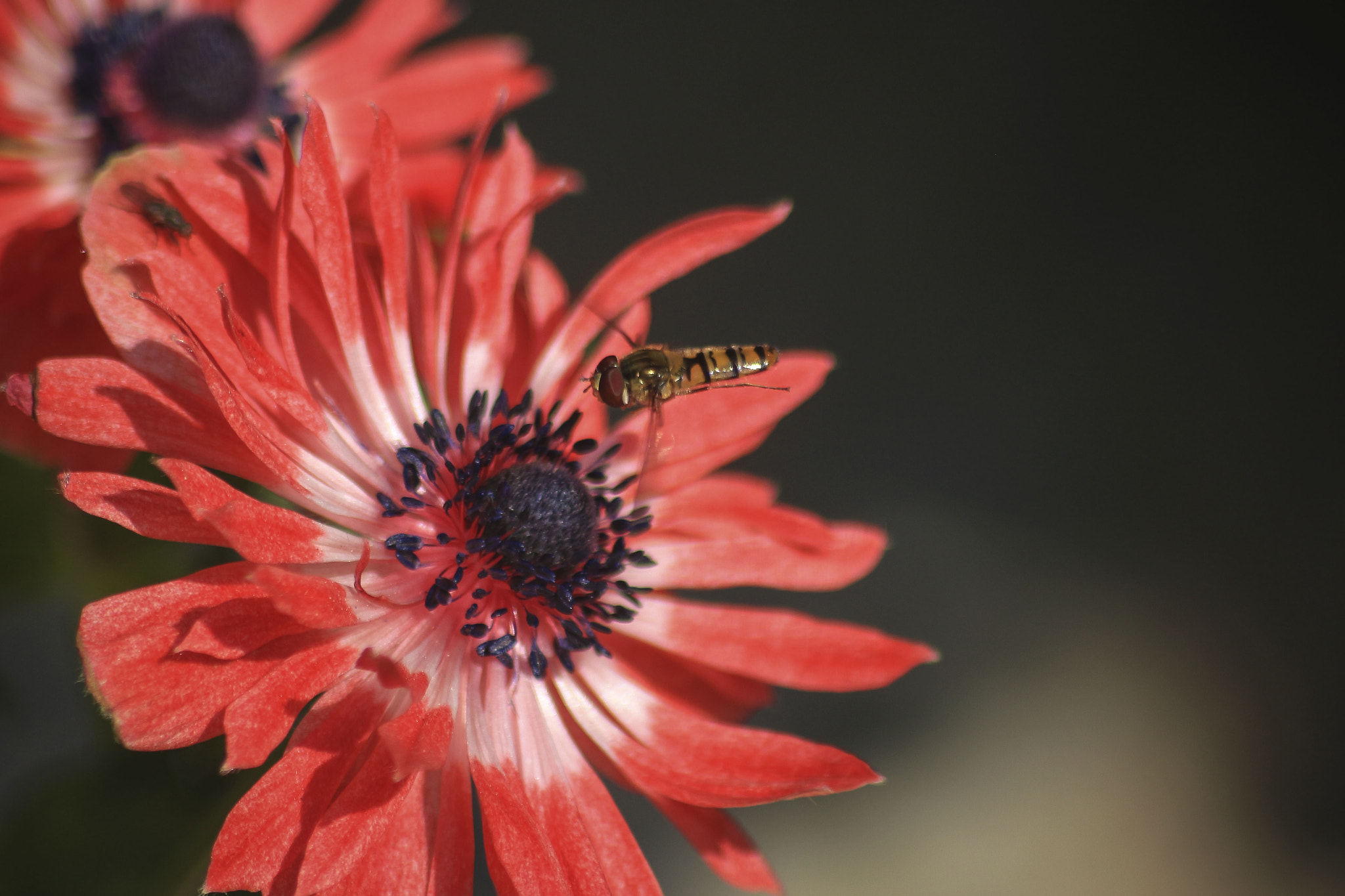 Sigma 70-300mm F4-5.6 APO DG Macro sample photo. Ape e anemone photography