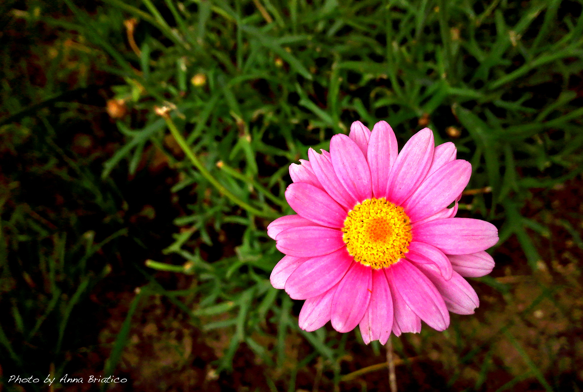 HUAWEI PE-TL10 sample photo. Who bites my daisy? photography