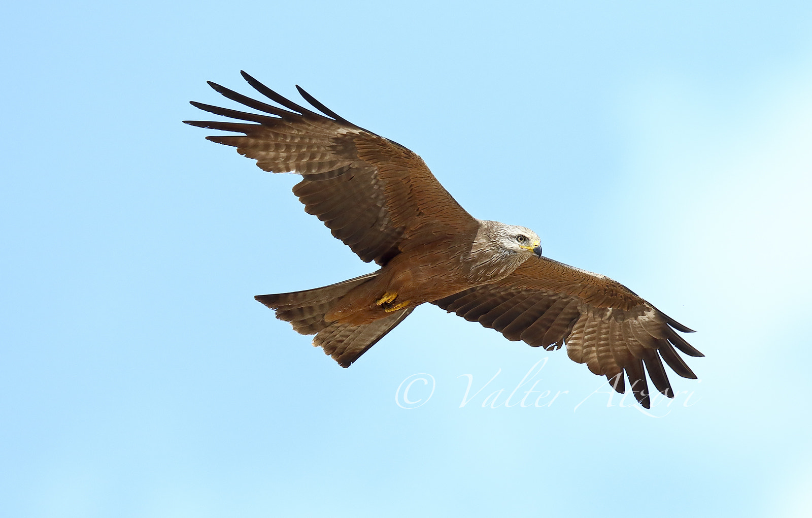 Canon EF 400mm F2.8L IS II USM sample photo. Nibbio photography
