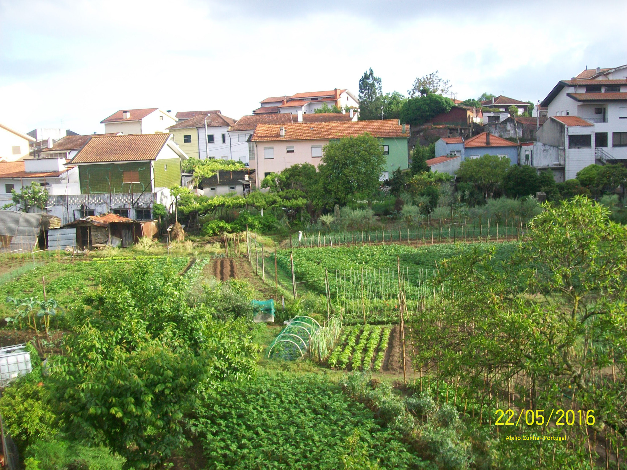 Kodak EasyShare C913 sample photo. A horta familiar douro litoral portugal photography