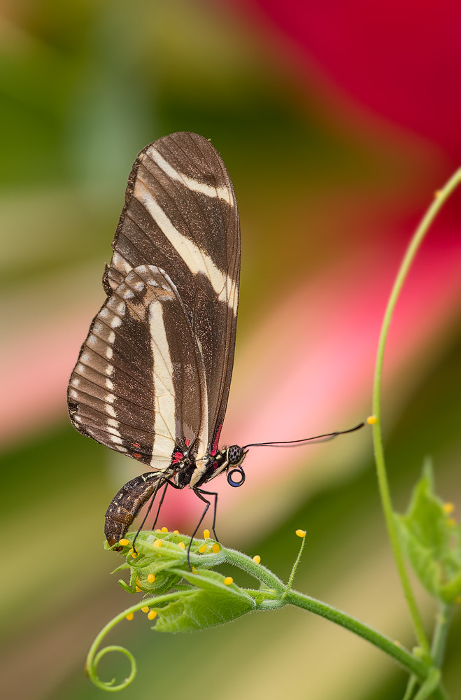 Sigma 150mm F2.8 EX DG Macro HSM sample photo. Butterfly photography