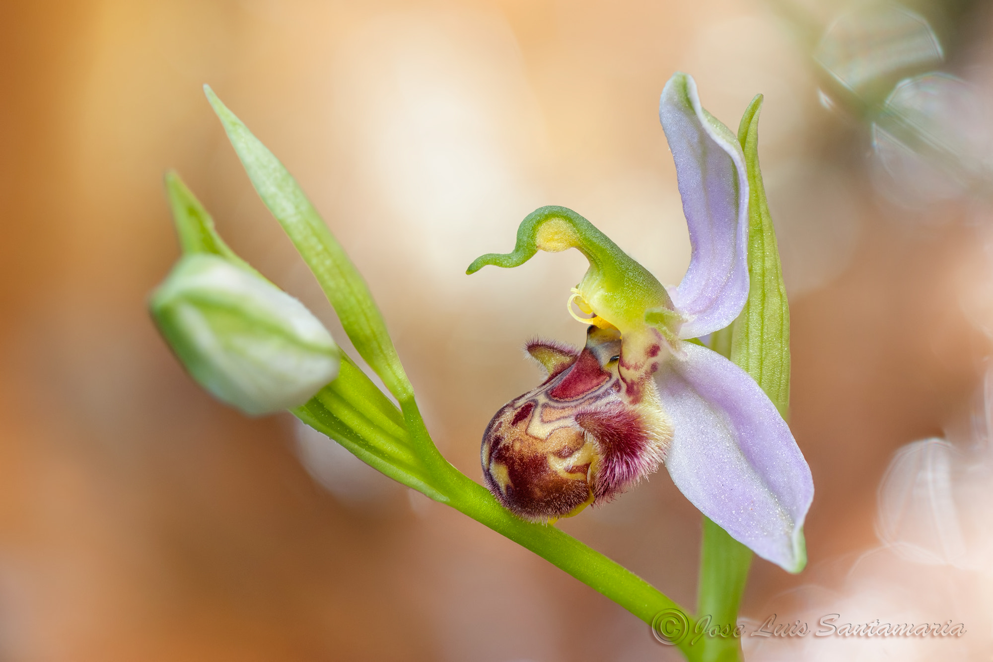 Nikon D300S sample photo. Ophrys apiphera photography