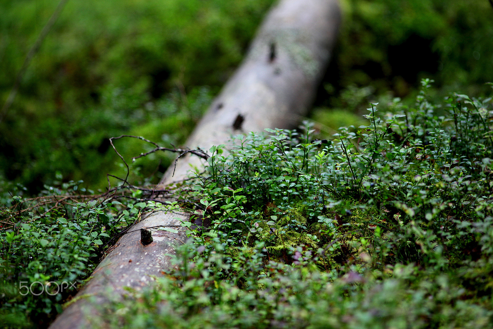 Canon EF 200mm F2.8L II USM sample photo. Lush green photography
