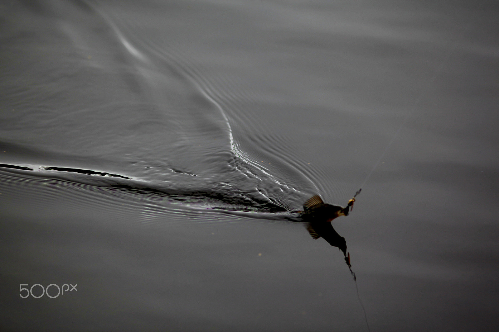 Canon EF 200mm F2.8L II USM sample photo. Dad gets a tiny perch photography