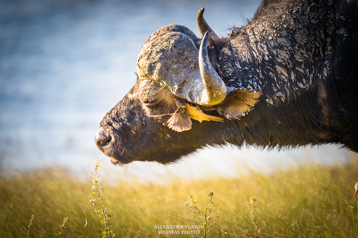 Nikon AF-S Nikkor 500mm F4E FL ED VR sample photo. Redbilled oxpecker photography
