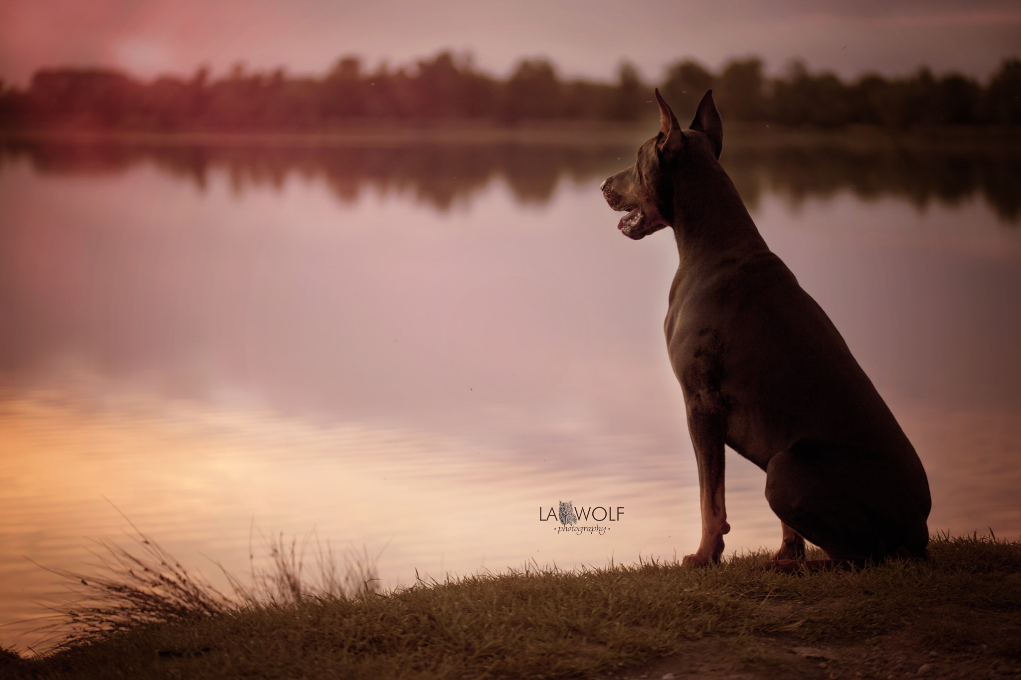 Nikon D5 + Sigma 105mm F2.8 EX DG OS HSM sample photo. #shantithedoberman watching the sunset at the lake photography