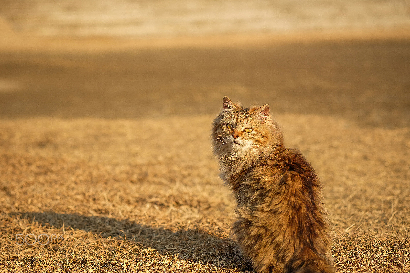 Fujifilm X-M1 + Fujifilm XF 60mm F2.4 R Macro sample photo. Cat photography