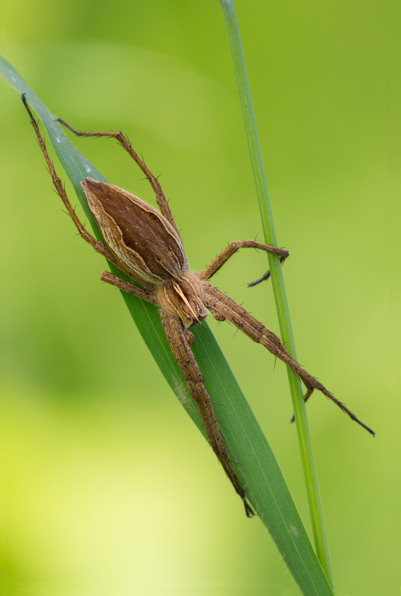 Canon EF 180mm F3.5L Macro USM sample photo. Miturgidae photography