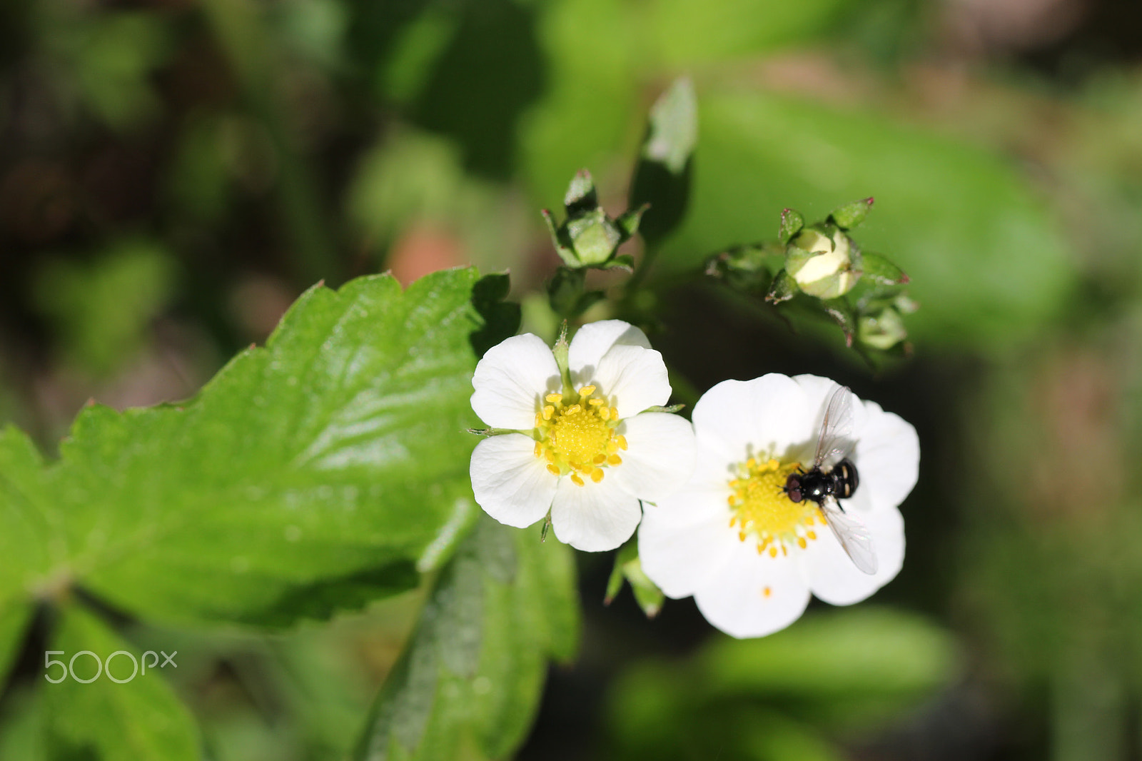 Canon EOS 100D (EOS Rebel SL1 / EOS Kiss X7) + Canon EF 100mm F2.8L Macro IS USM sample photo. Strawberryflower and insect photography