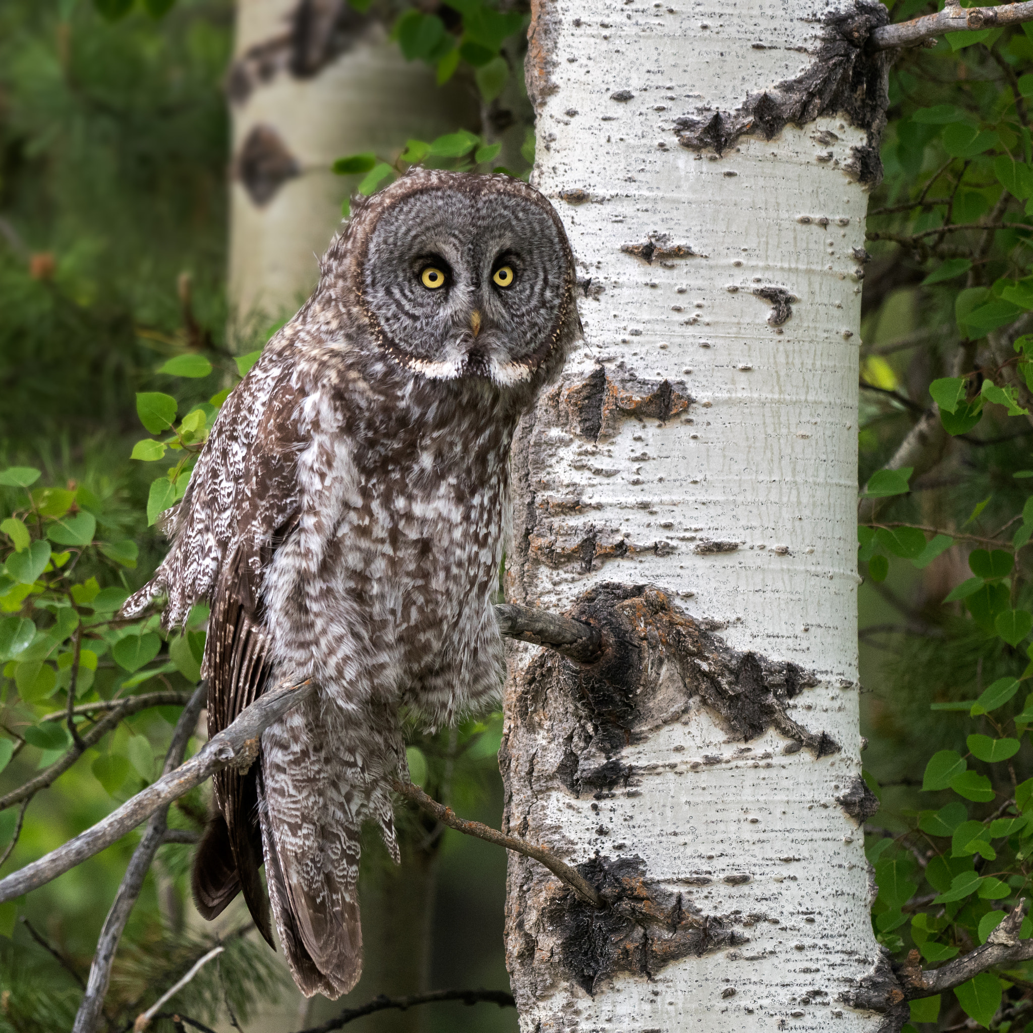 Olympus OM-D E-M5 II + OLYMPUS M.300mm F4.0 sample photo. Great grey owl, alberta photography
